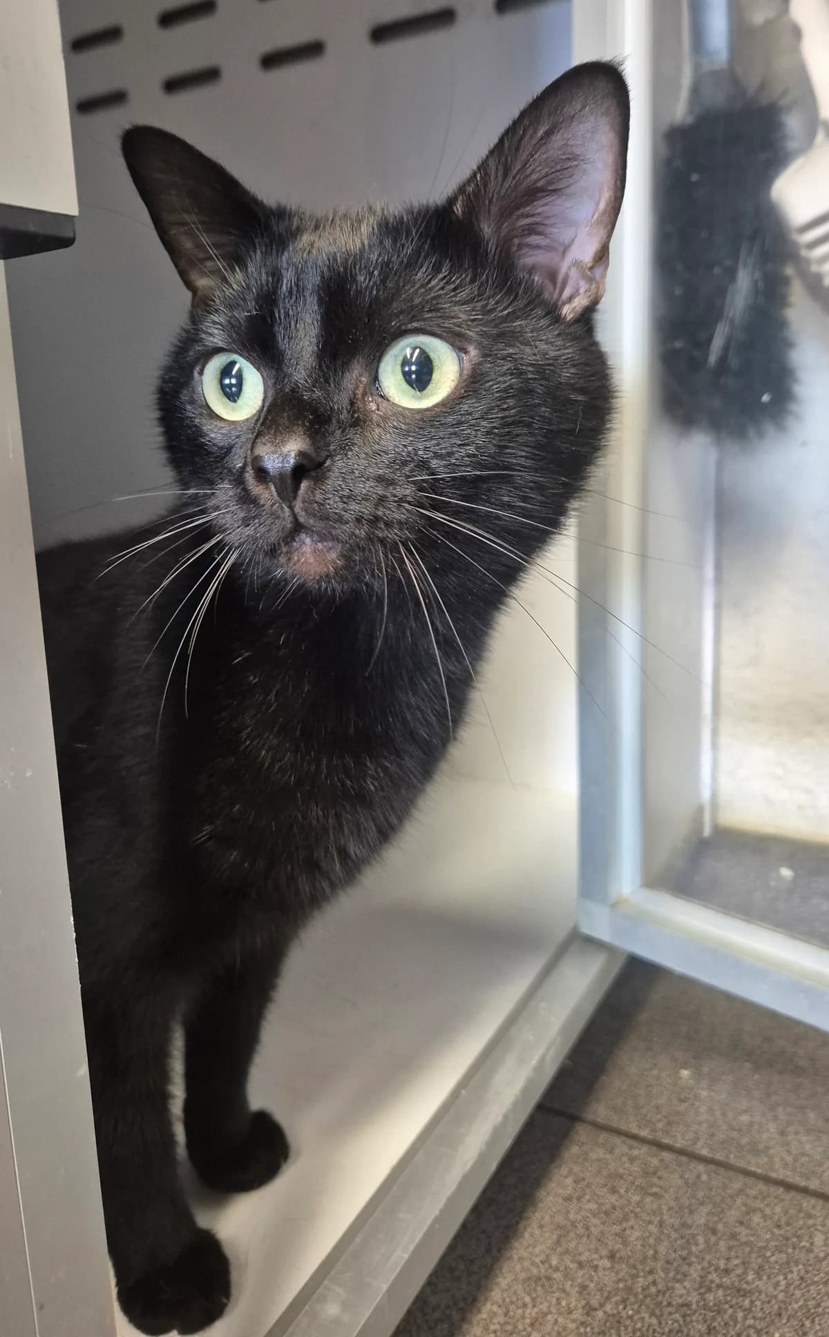 Pluffie, male young Mixed Breed Cat for adoption at Dierenbescherming Mechelen, Mechelen