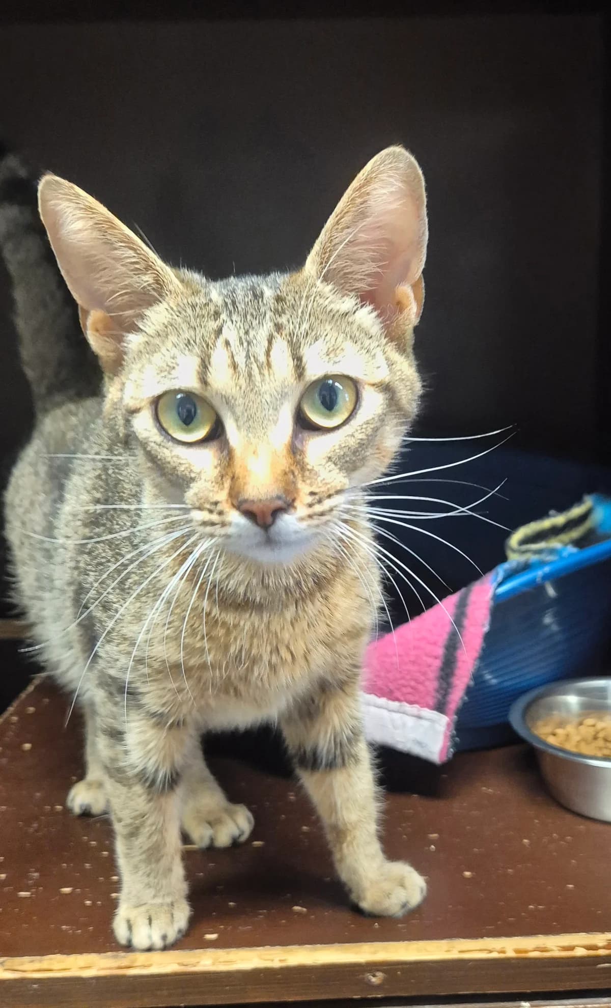 Kassandra, female young European Shorthair for adoption at Dierenbescherming Mechelen, Mechelen