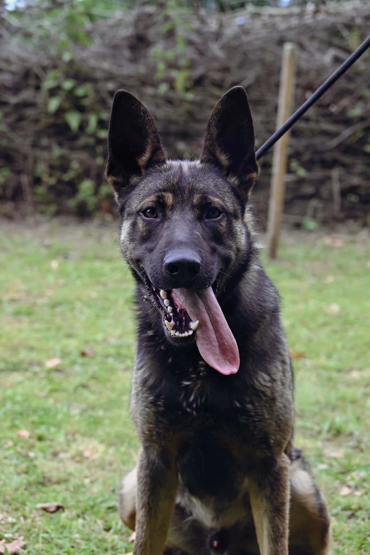 Emro, male puppy mixed breed for adoption at Dierenbescherming Mechelen, Mechelen