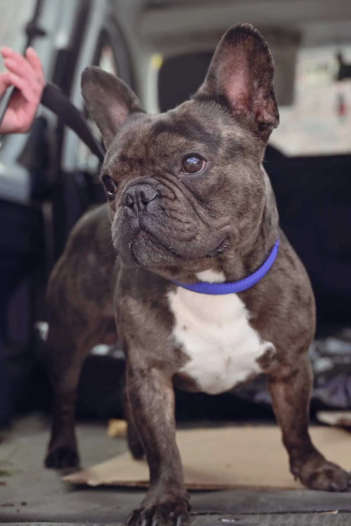 Noah, male 3yo English Bulldog for adoption at Dierenbescherming Mechelen, Mechelen