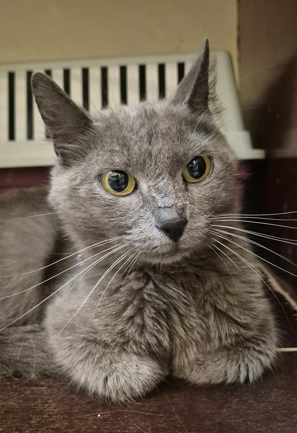 Jeanne D'Arc, female young European Shorthair for adoption at Dierenbescherming Mechelen, Mechelen