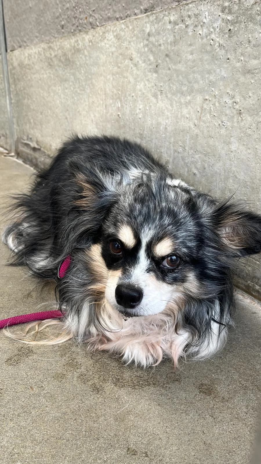 Ella, female 5yo Chihuahua for adoption at Dierenbescherming Mechelen, Mechelen