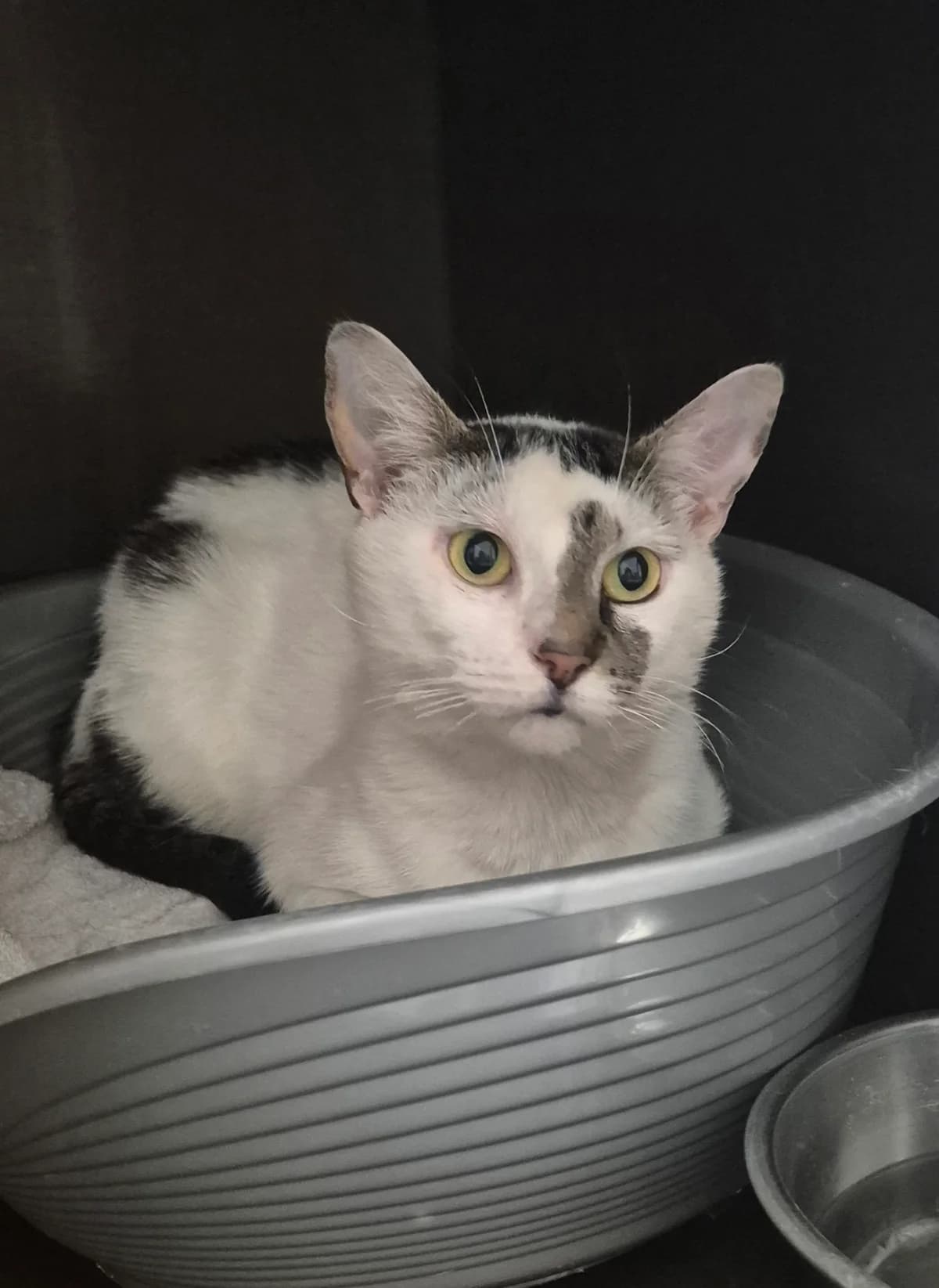 Keizer Karel, male 4yo European Shorthair for adoption at Dierenbescherming Mechelen, Mechelen