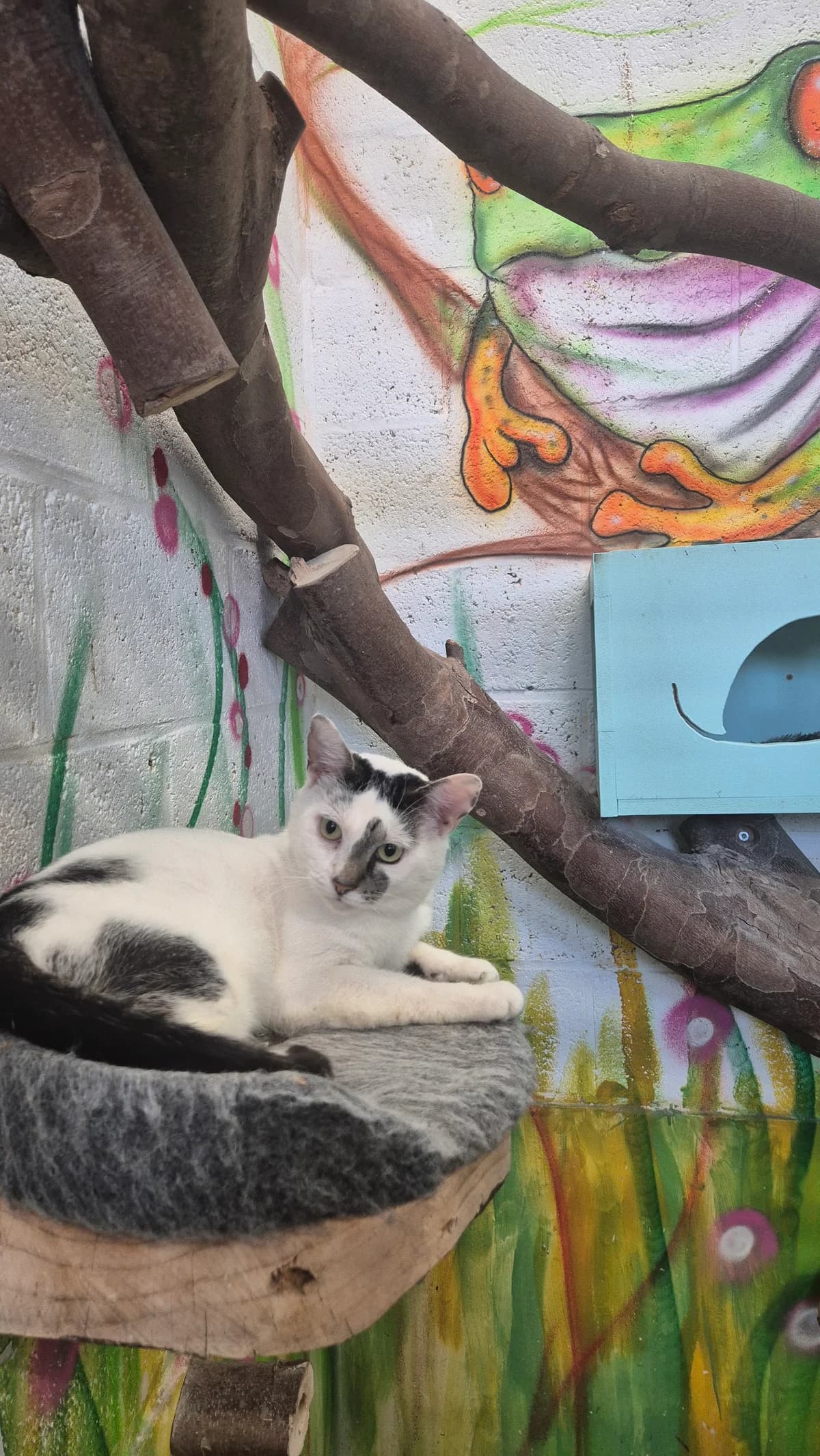 Keizer Karel, male 4yo European Shorthair for adoption at Dierenbescherming Mechelen, Mechelen