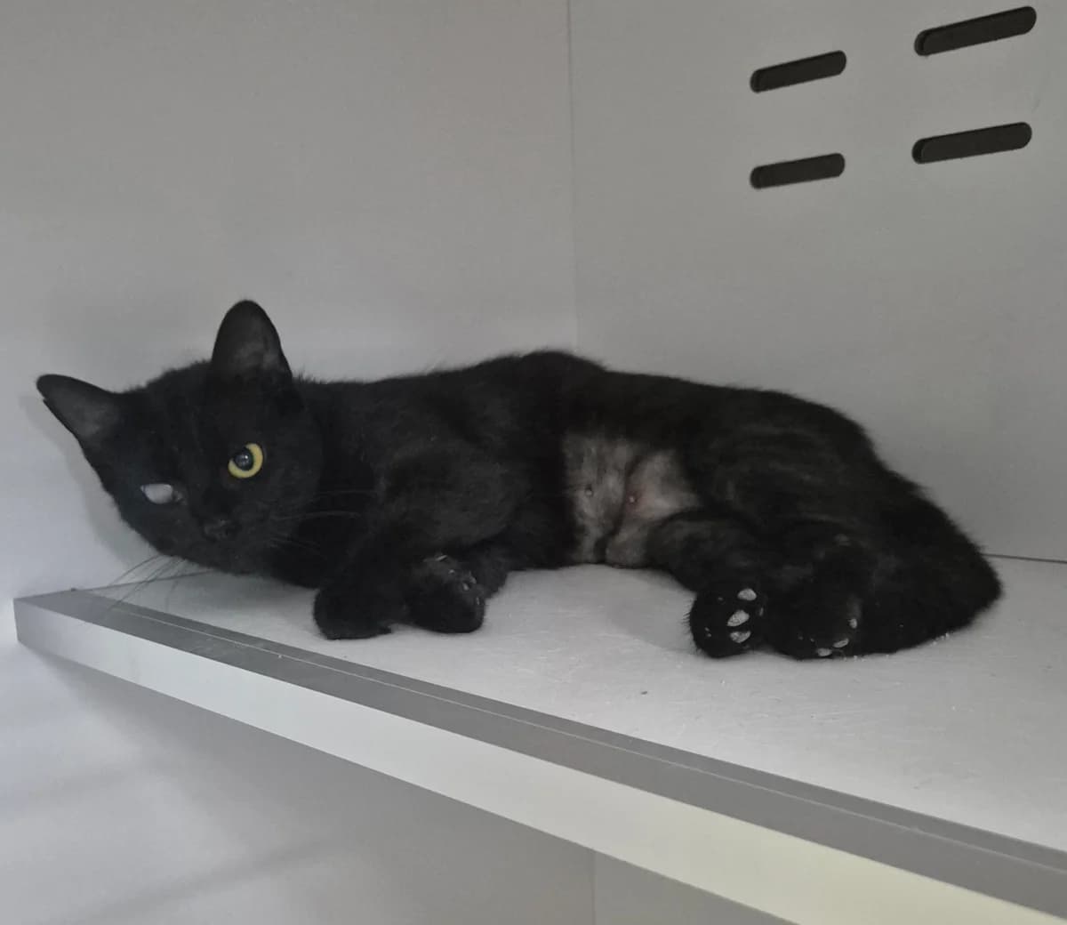 Elodie, female young European Shorthair for adoption at Dierenbescherming Mechelen, Mechelen