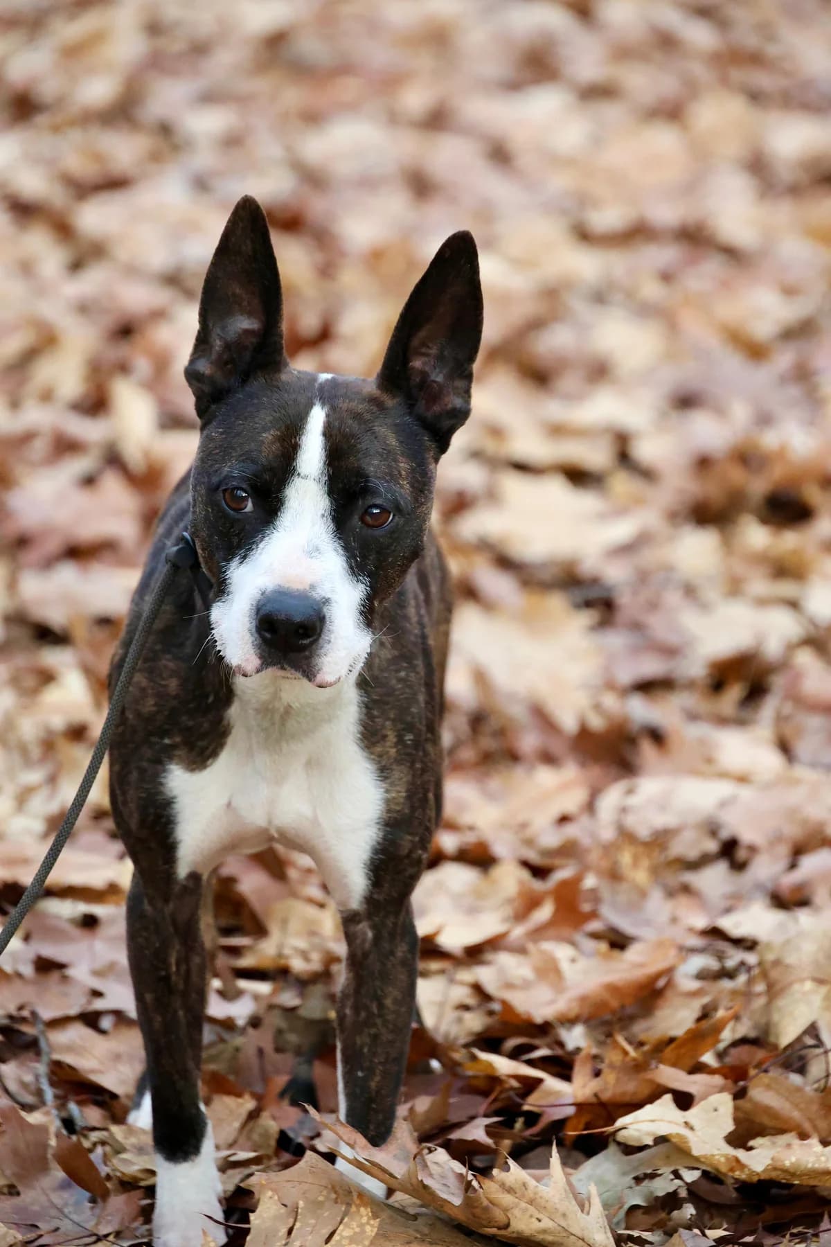 Marco, male senior Staffordshire Bull Terrier for adoption at Dierenbescherming Mechelen, Mechelen