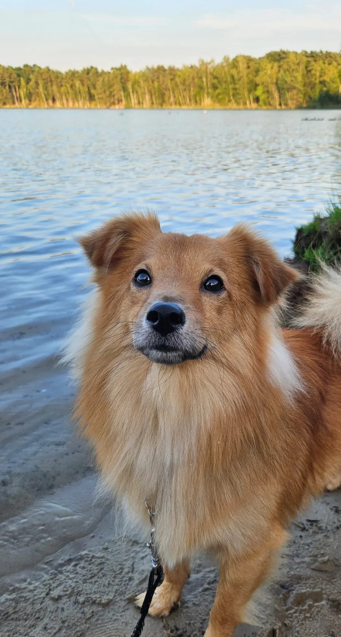 Mango, male young mixed breed for adoption at Dierenbescherming Mechelen, Mechelen
