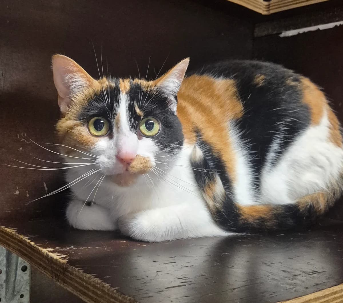 Sali, female 4yo European Shorthair for adoption at Dierenbescherming Mechelen, Mechelen