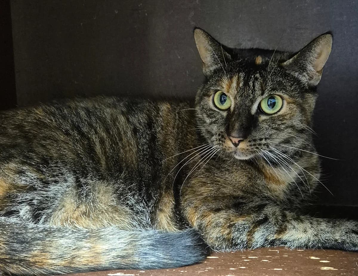 Sky, female 4yo European Shorthair for adoption at Dierenbescherming Mechelen, Mechelen