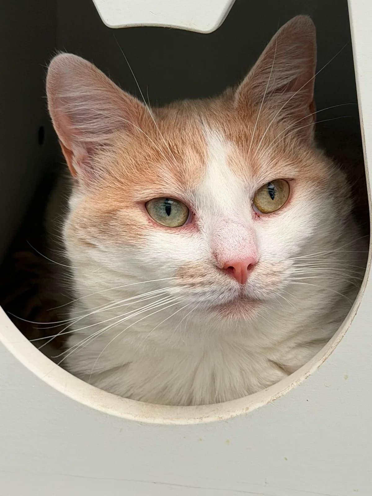 Chico, male young European Shorthair for adoption at Dierenbescherming Mechelen, Mechelen