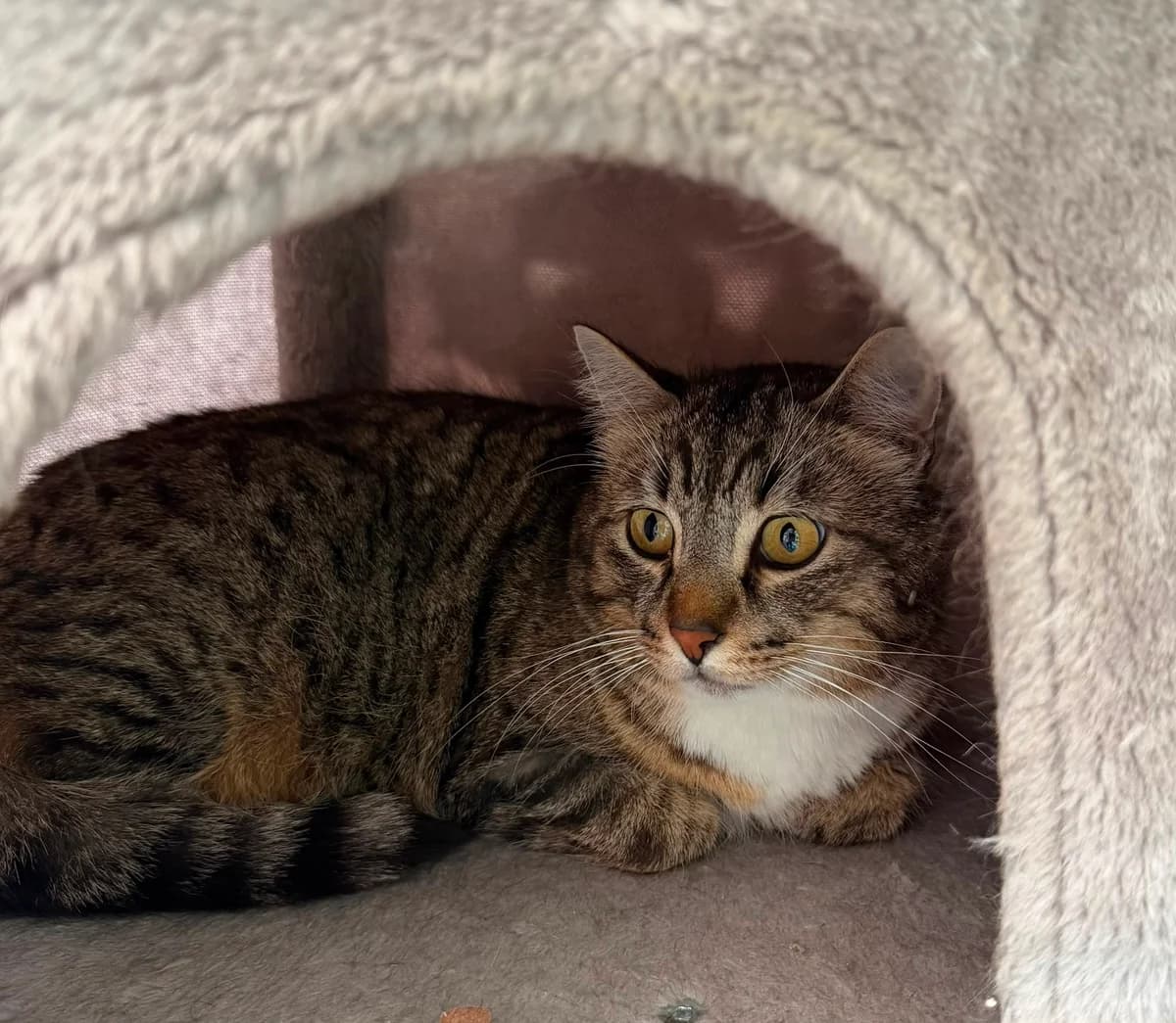 Jerome, male 5yo Mixed Breed Cat for adoption at Dierenbescherming Mechelen, Mechelen