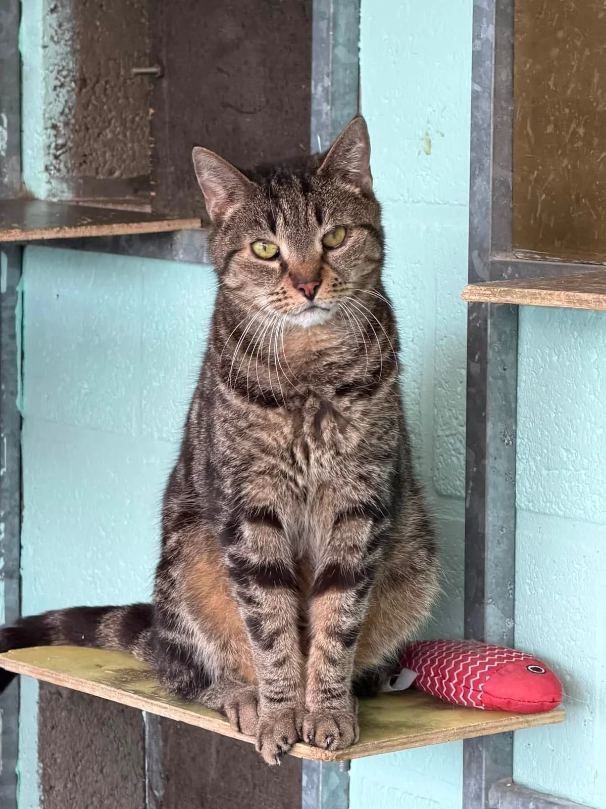 Simba, male senior European Shorthair for adoption at Dierenbescherming Mechelen, Mechelen