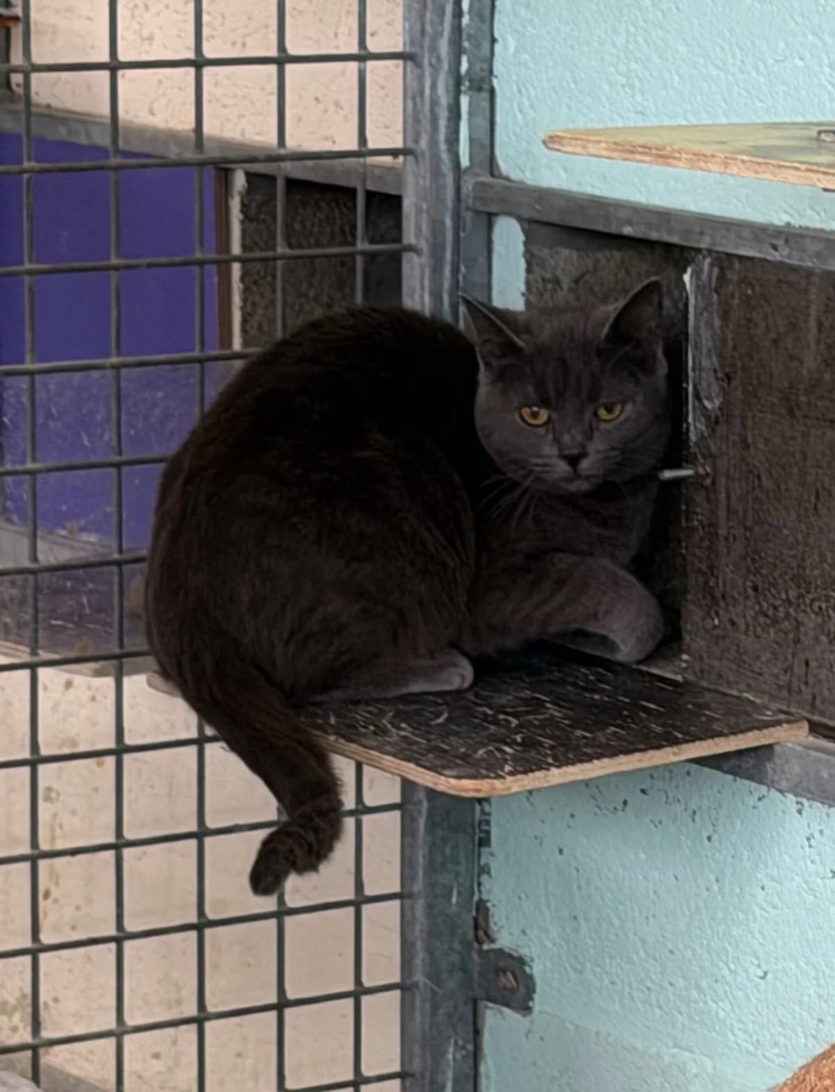 Wiske, female young Mixed Breed Cat for adoption at Dierenbescherming Mechelen, Mechelen