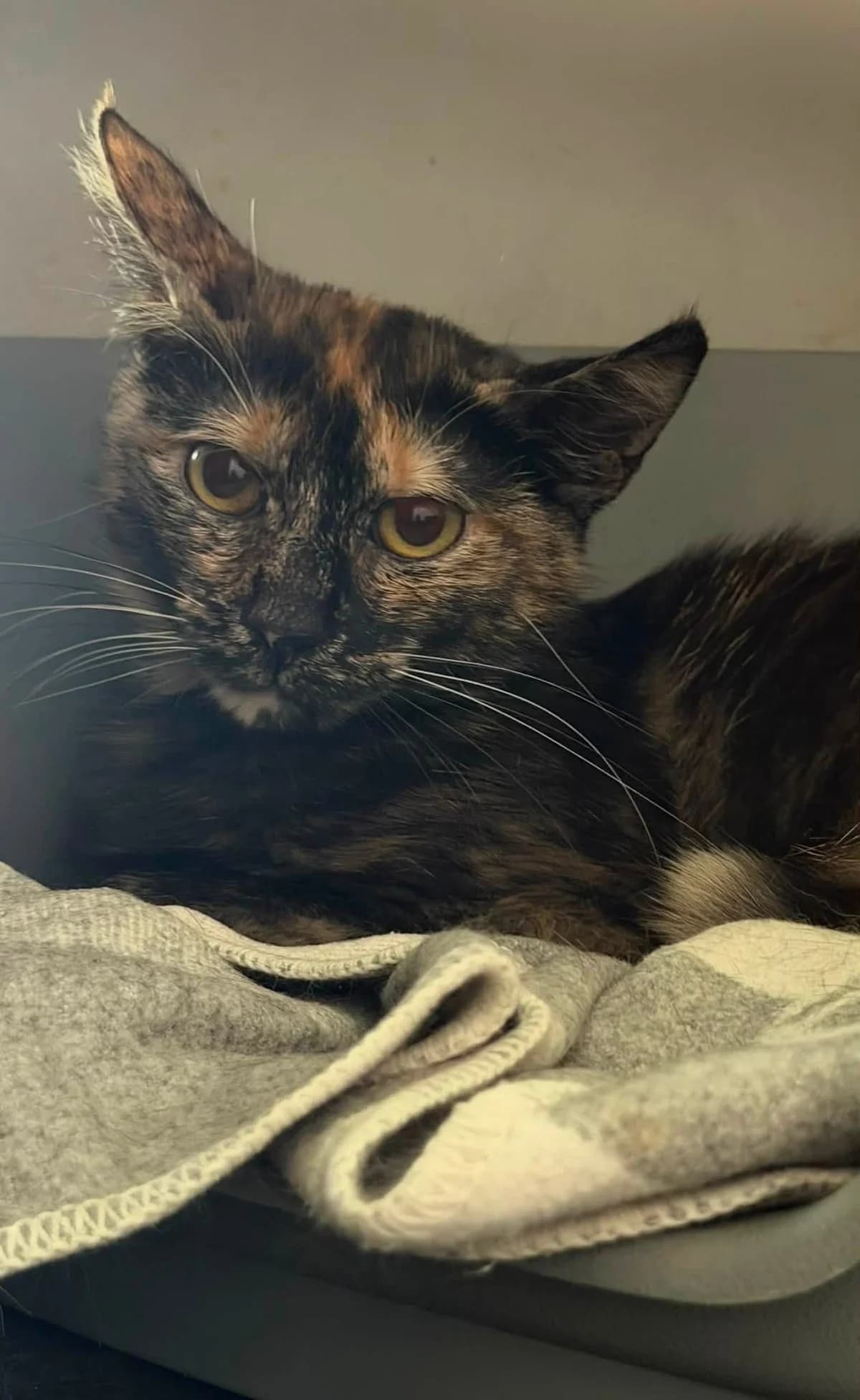 Smurfin, female 3yo European Shorthair for adoption at Dierenbescherming Mechelen, Mechelen