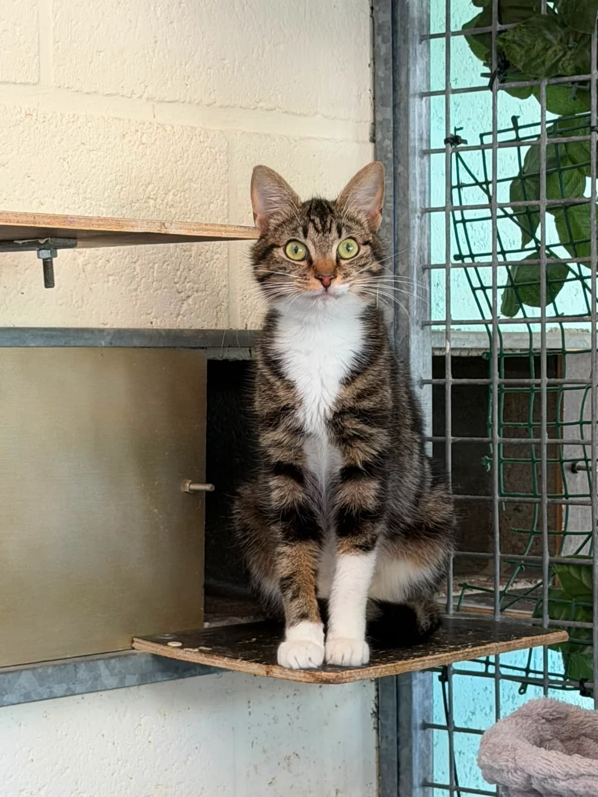 Betty Boob, female 3yo European Shorthair for adoption at Dierenbescherming Mechelen, Mechelen