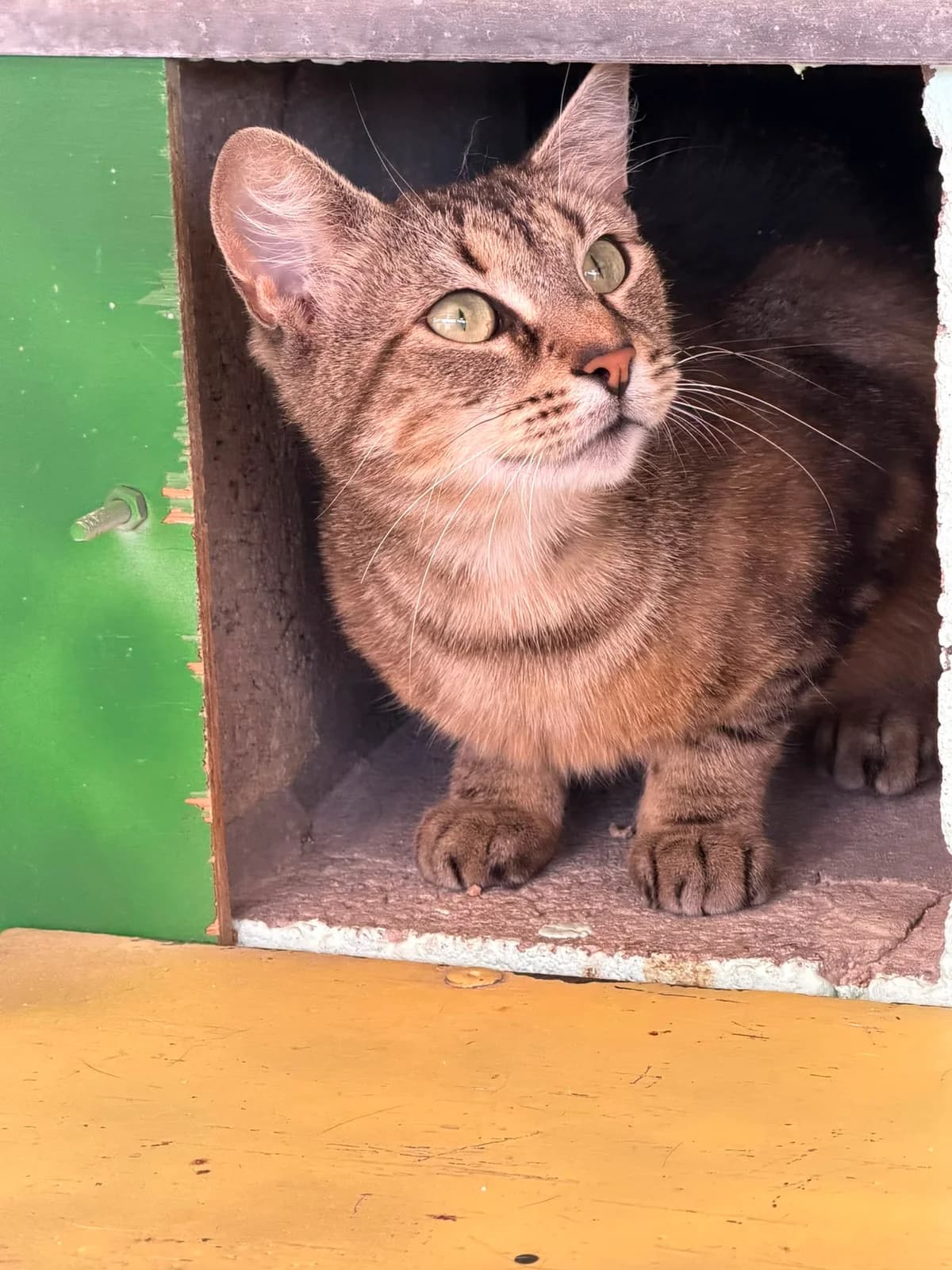 Bianca Castafiore, female young European Shorthair for adoption at Dierenbescherming Mechelen, Mechelen