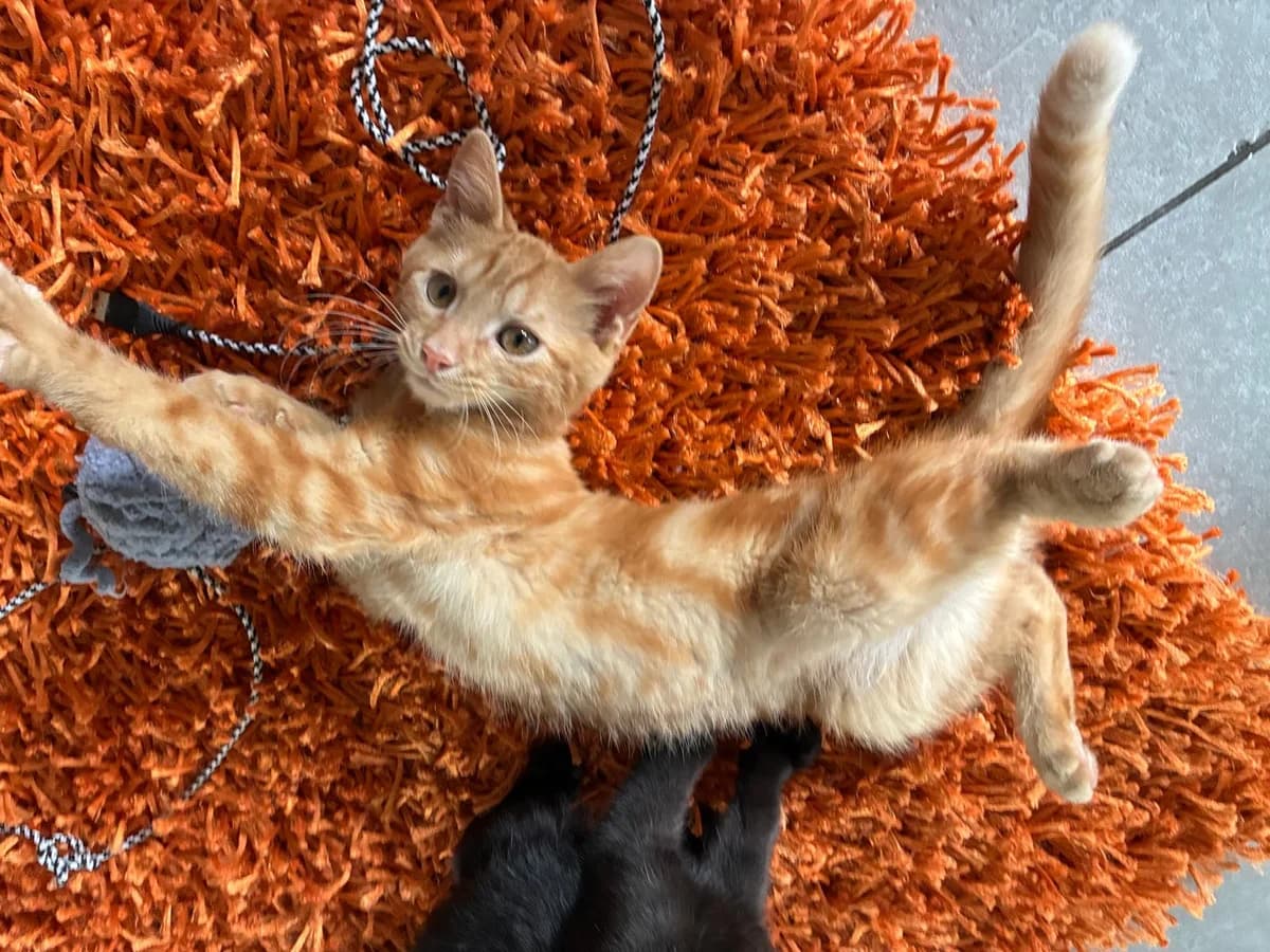 KK26G2 - Garfield, male European Shorthair for adoption at Dierenbescherming Mechelen, Mechelen