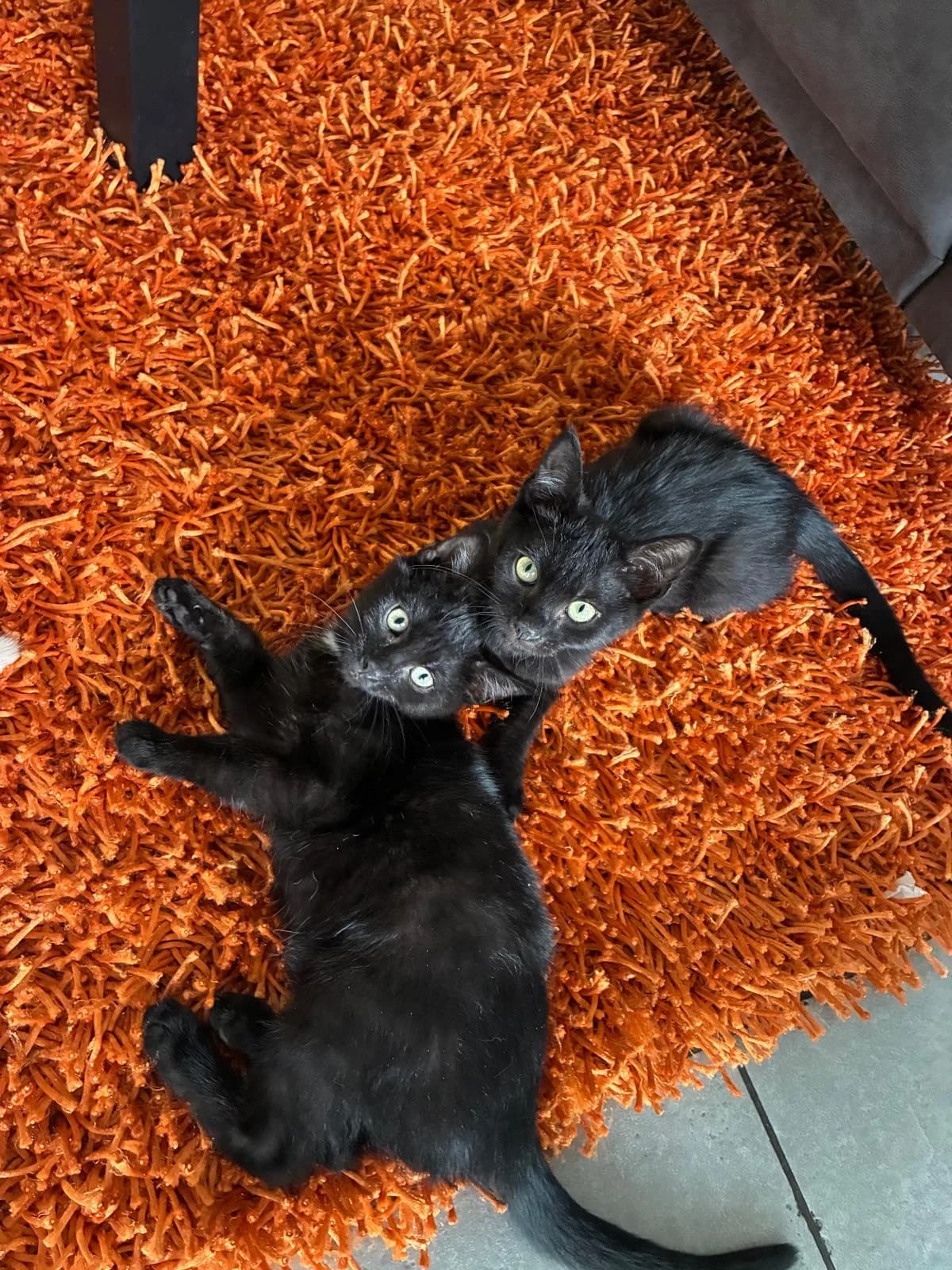 KK26G2 - Gigi, female European Shorthair for adoption at Dierenbescherming Mechelen, Mechelen