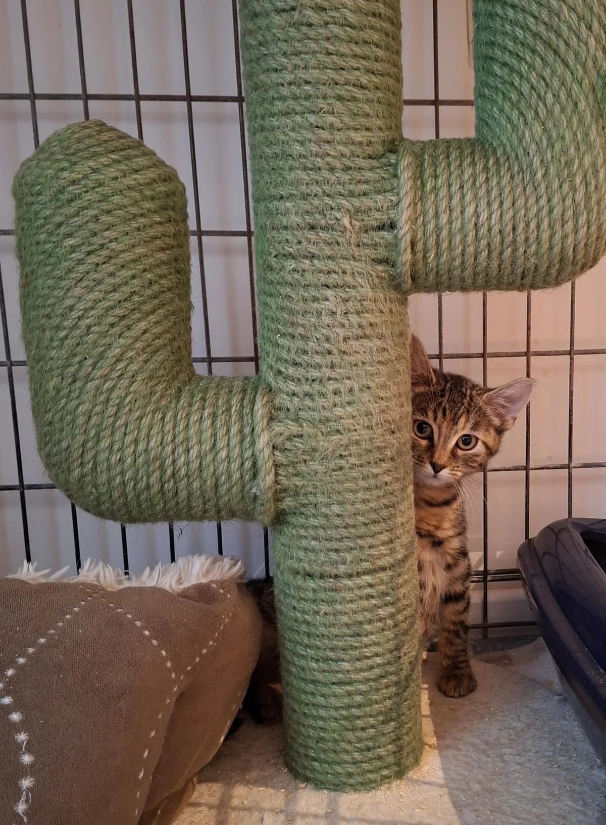 KK26P2 - pebbles, male European Shorthair for adoption at Dierenbescherming Mechelen, Mechelen