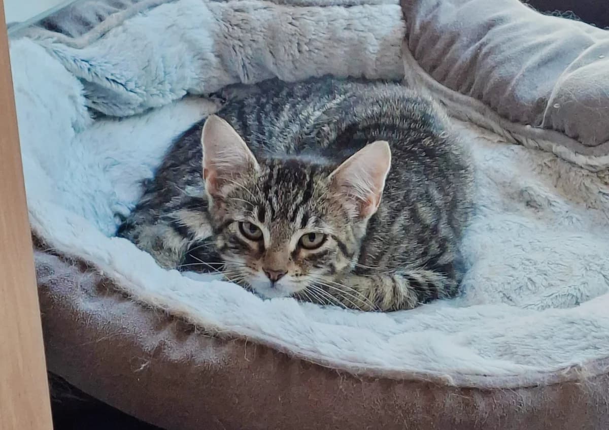 KK26P2 - Puck, female European Shorthair for adoption at Dierenbescherming Mechelen, Mechelen