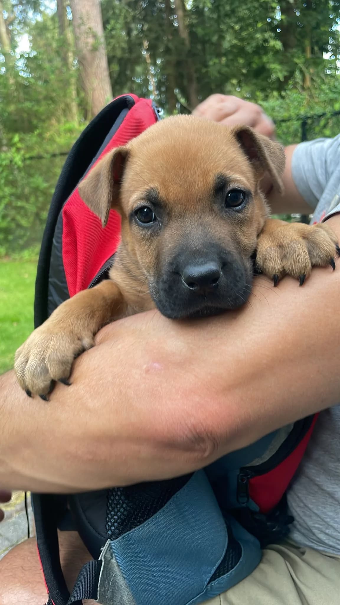 Pups Mechelse herder kruising, male mixed breed for adoption at Dierenbescherming Mechelen, Mechelen