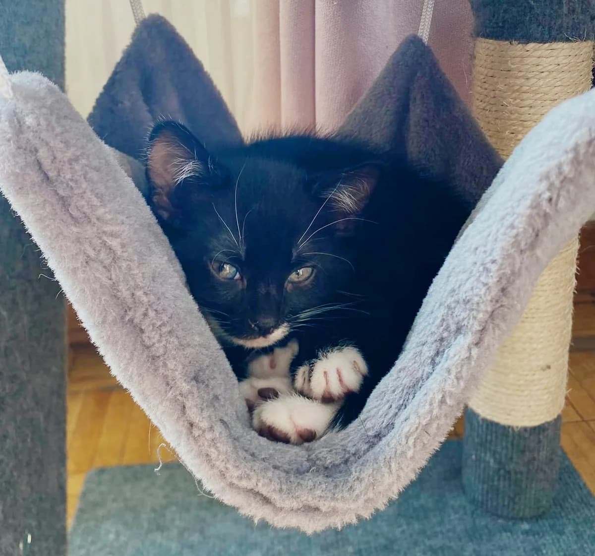 KK26N1, female European Shorthair for adoption at Dierenbescherming Mechelen, Mechelen