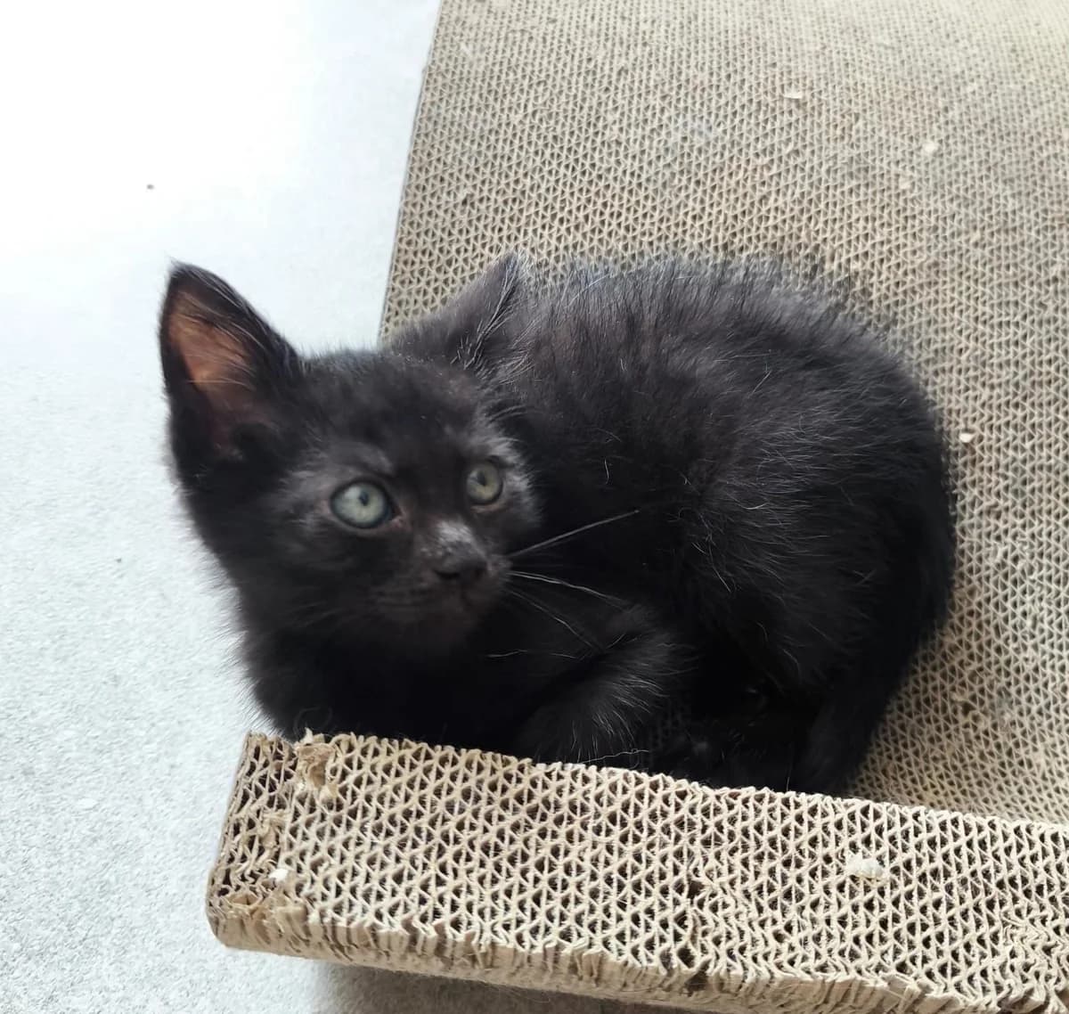 KK26A2 ASH, male puppy European Shorthair for adoption at Dierenbescherming Mechelen, Mechelen