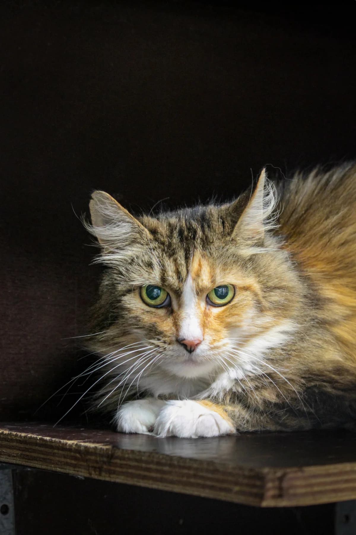 Fien, female senior Mixed Breed Cat for adoption at Dierenbescherming Mechelen, Mechelen