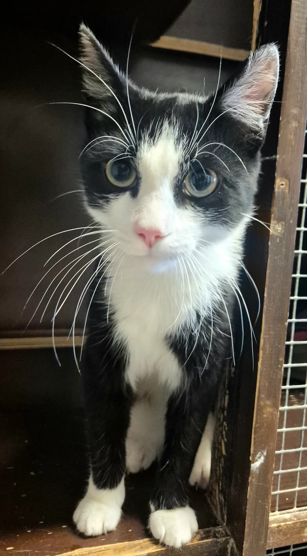 Bentley, male Mixed Breed Cat for adoption at Dierenbescherming Mechelen, Mechelen