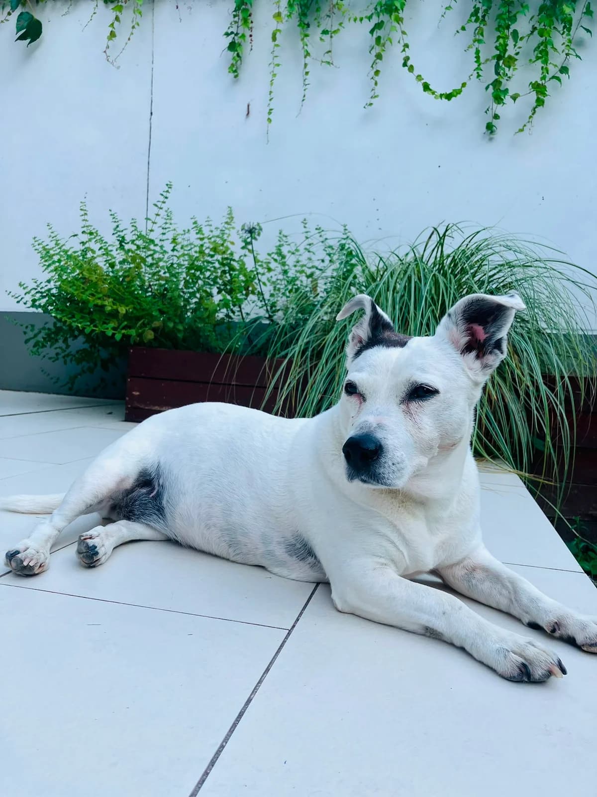 Angel, female senior Jack Russell Terrier for adoption at Dierenbescherming Mechelen, Mechelen