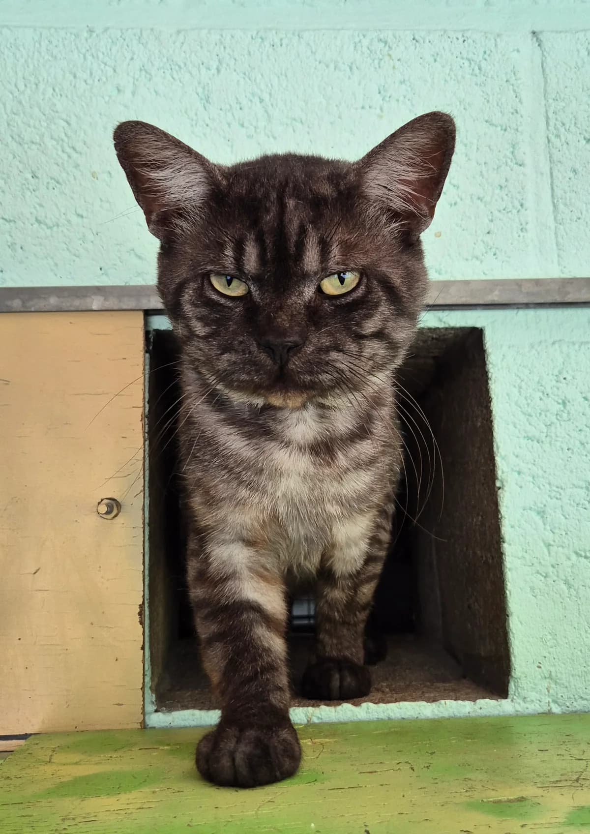 Ranger, male 3yo Mixed Breed Cat for adoption at Dierenbescherming Mechelen, Mechelen