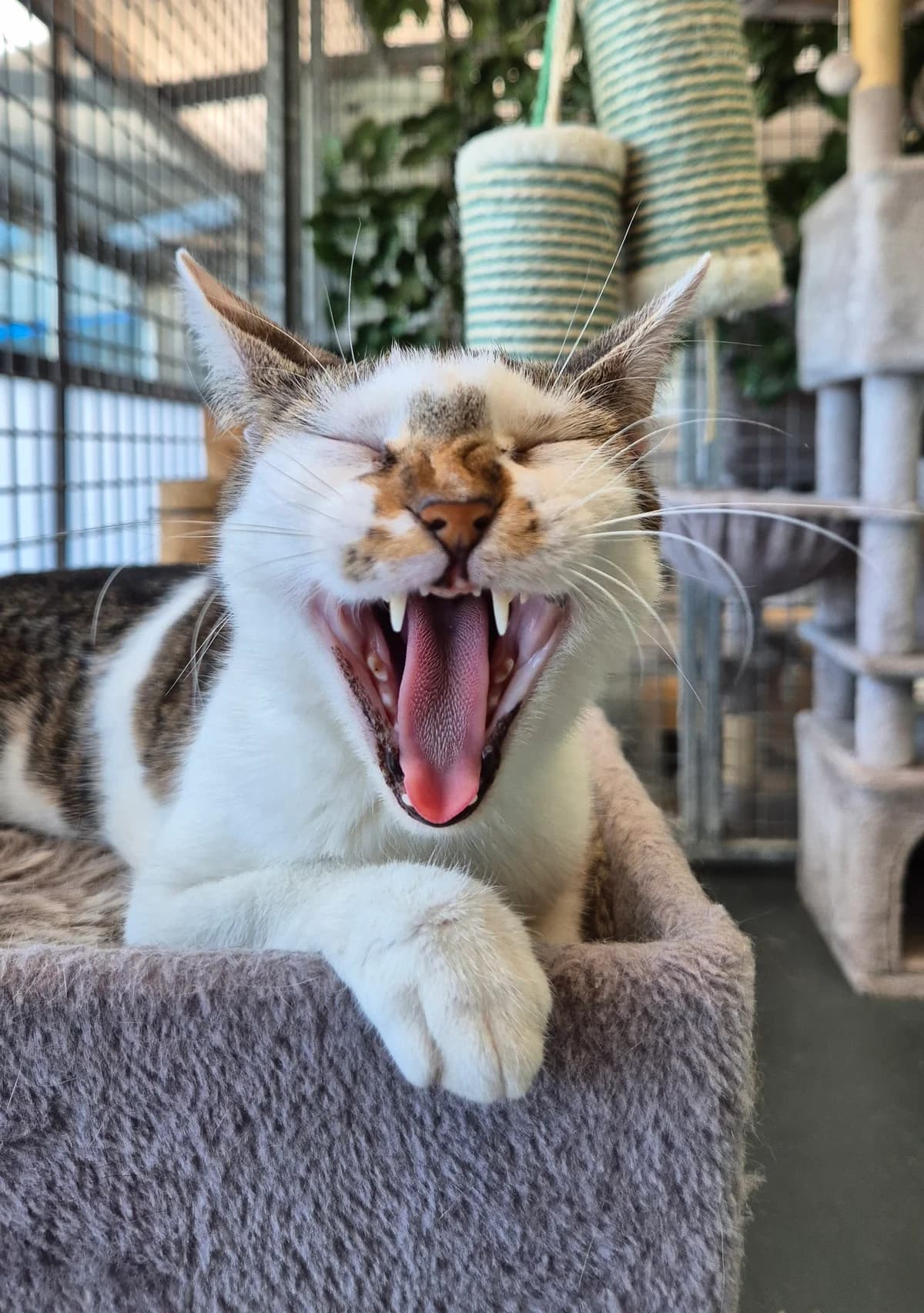 Mercedes, female young European Shorthair for adoption at Dierenbescherming Mechelen, Mechelen