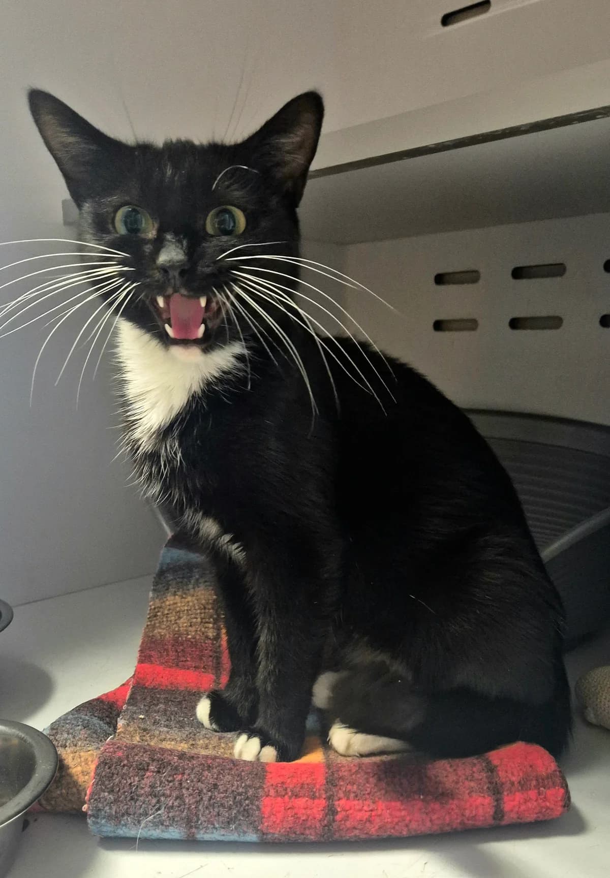 Lolly, male young Mixed Breed Cat for adoption at Dierenbescherming Mechelen, Mechelen