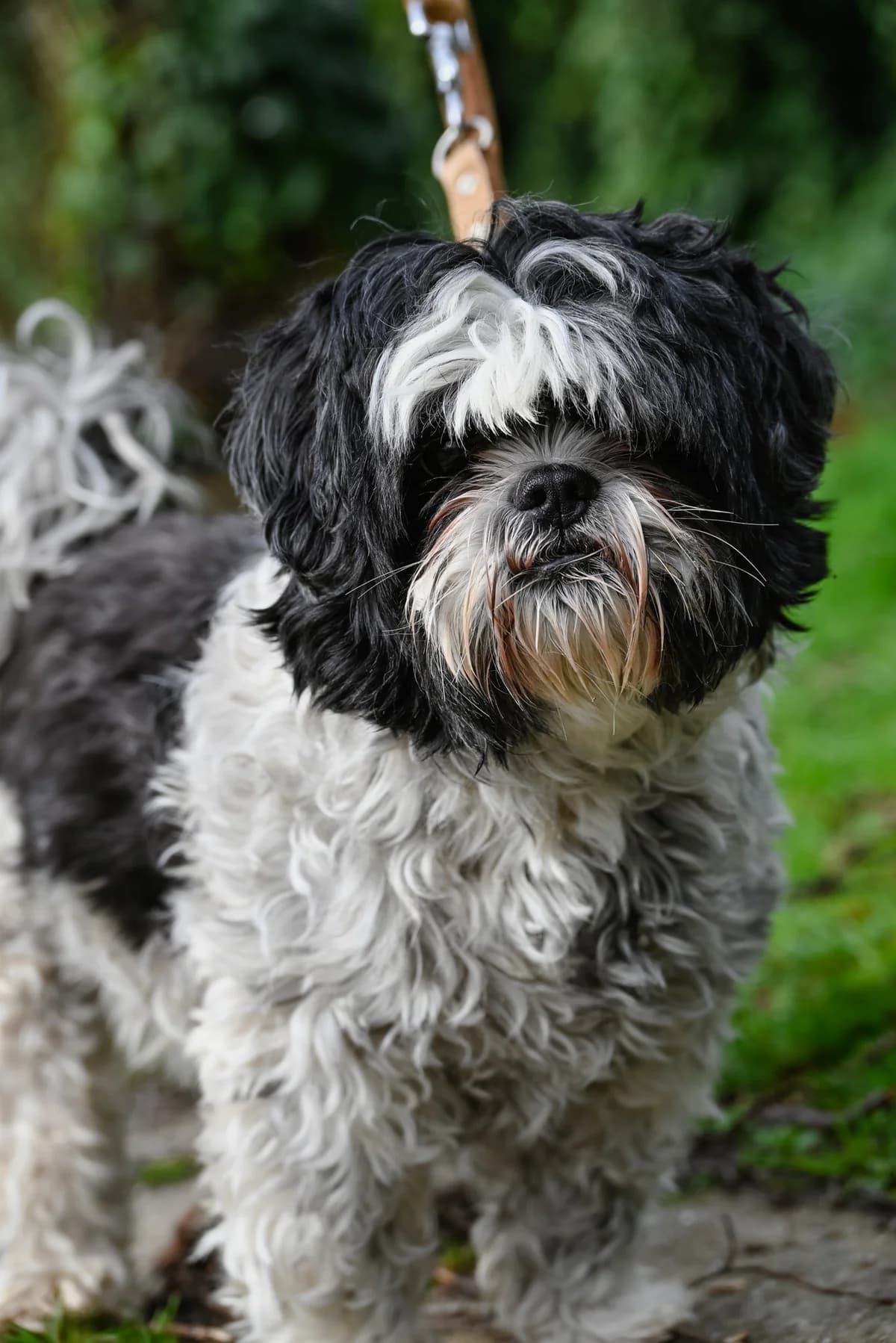 Rami, female senior Shih Tzu for adoption at Dierenbescherming Mechelen, Mechelen