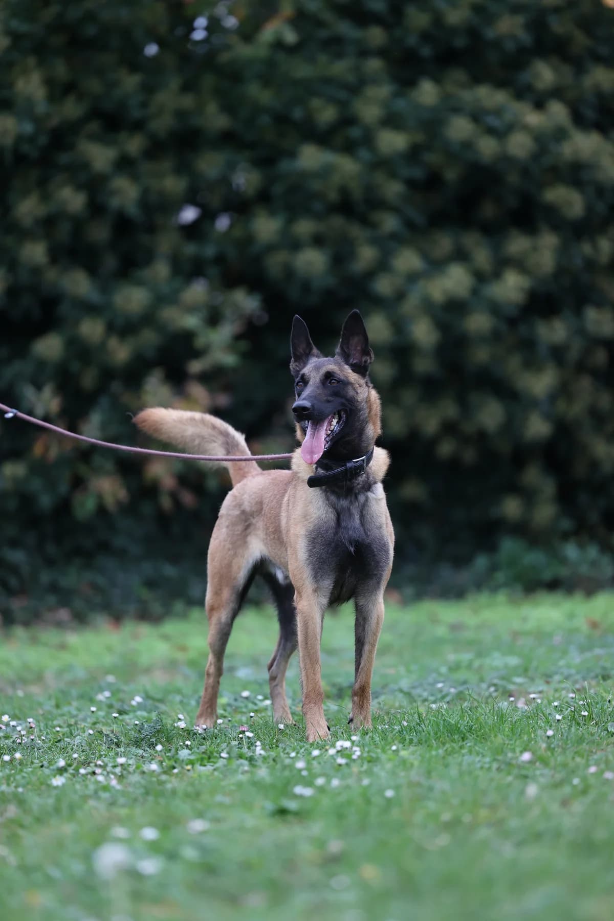 Sekhu, male 4yo mixed breed for adoption at Dierenbescherming Mechelen, Mechelen
