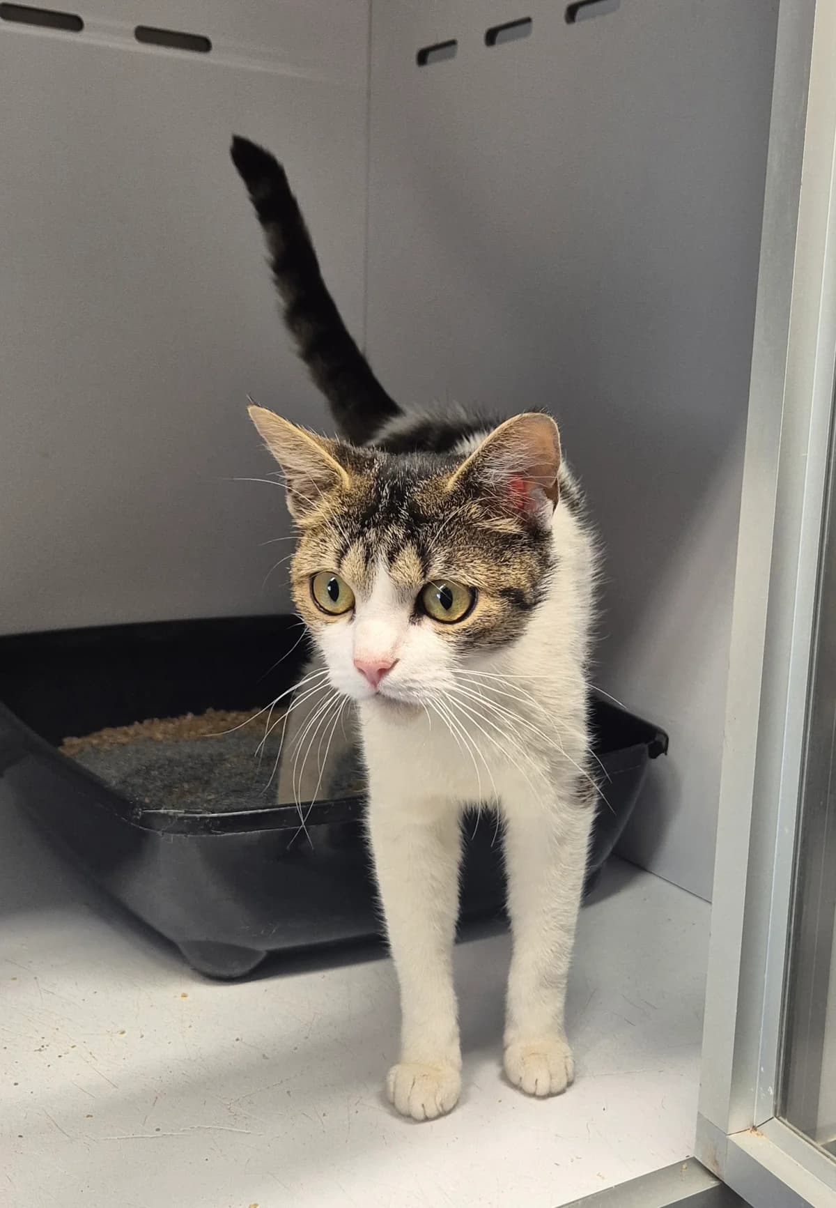 Smartie, female 3yo European Shorthair for adoption at Dierenbescherming Mechelen, Mechelen