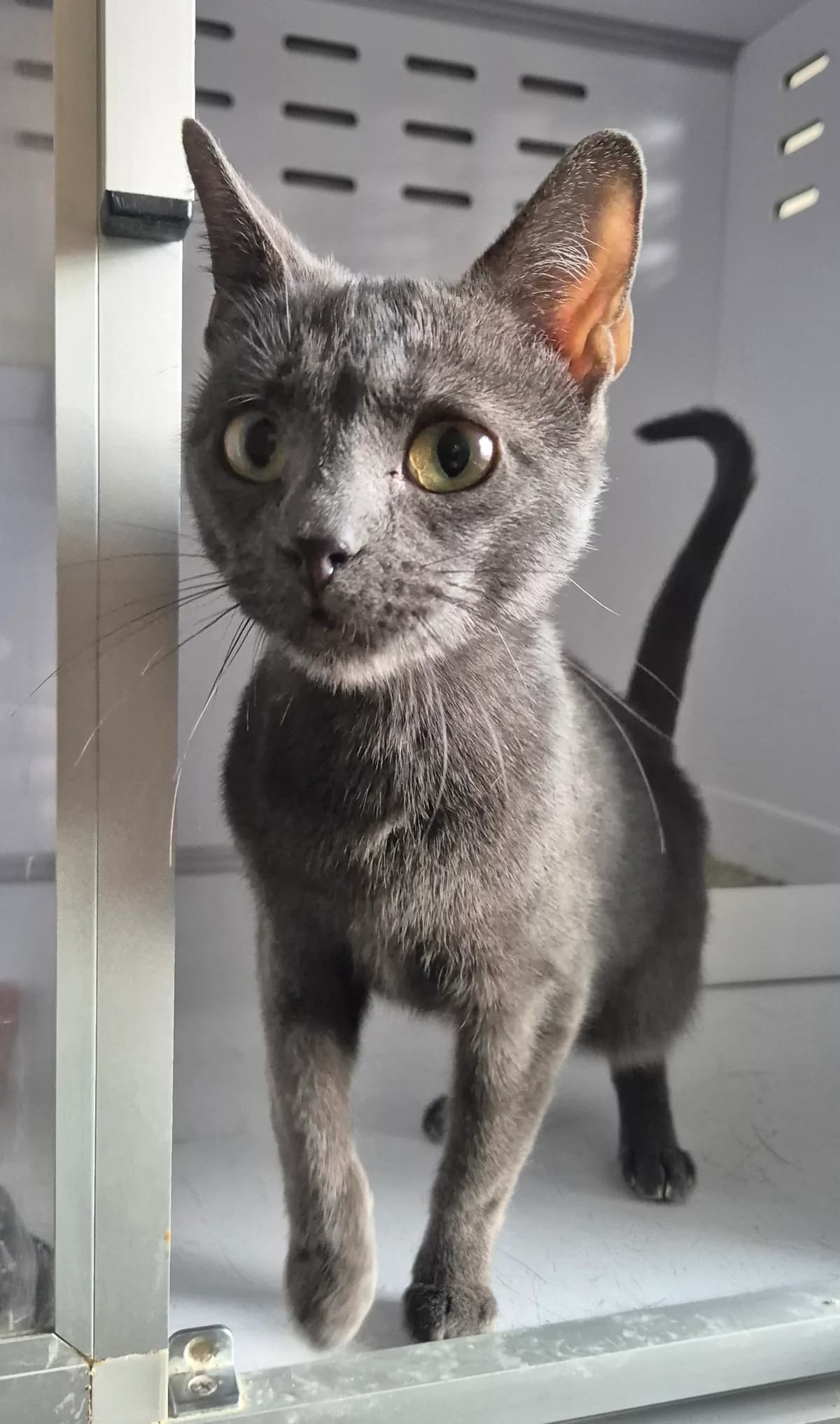 Jeanne, female young Mixed Breed Cat for adoption at Dierenbescherming Mechelen, Mechelen