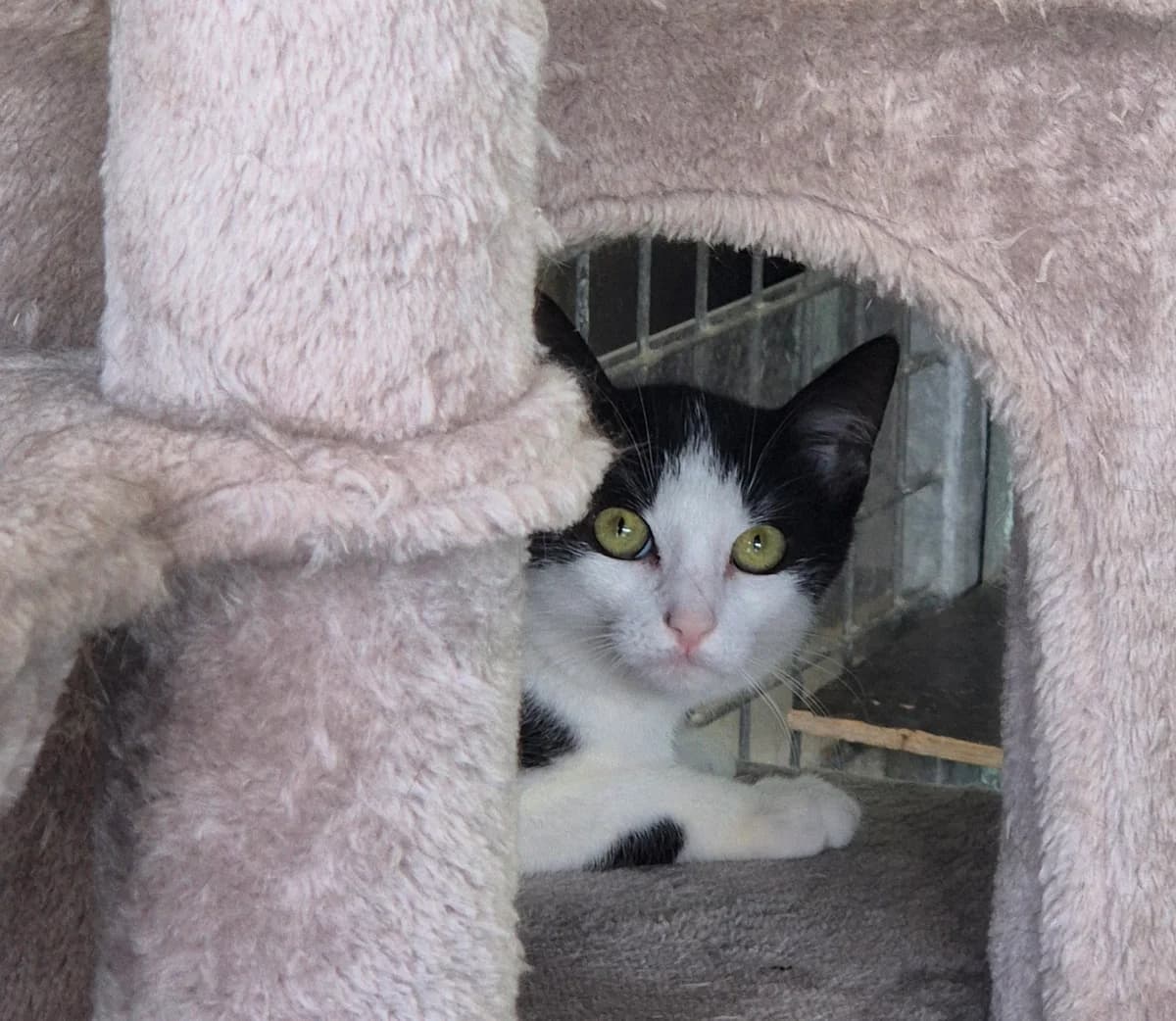 Tequila, female European Shorthair for adoption at Dierenbescherming Mechelen, Mechelen