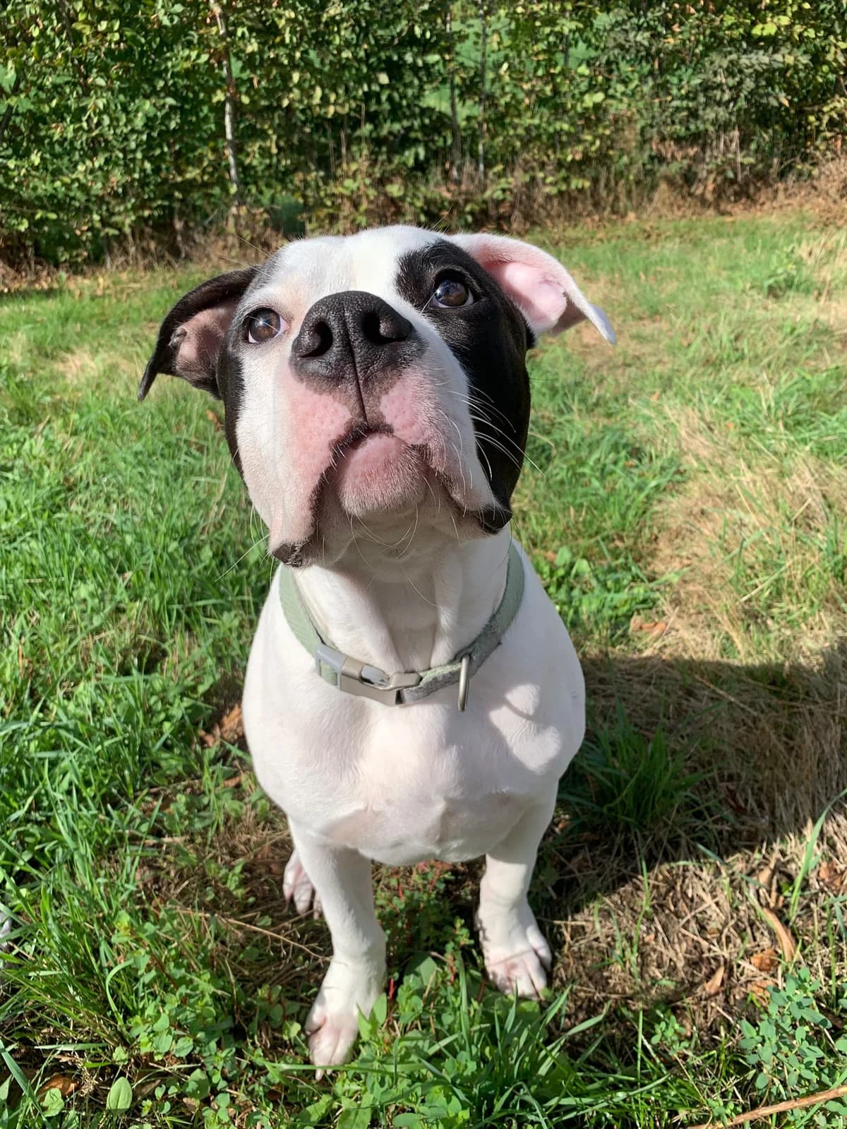 Francis, male puppy Staffordshire Bull Terrier for adoption at Dierenbescherming Mechelen, Mechelen