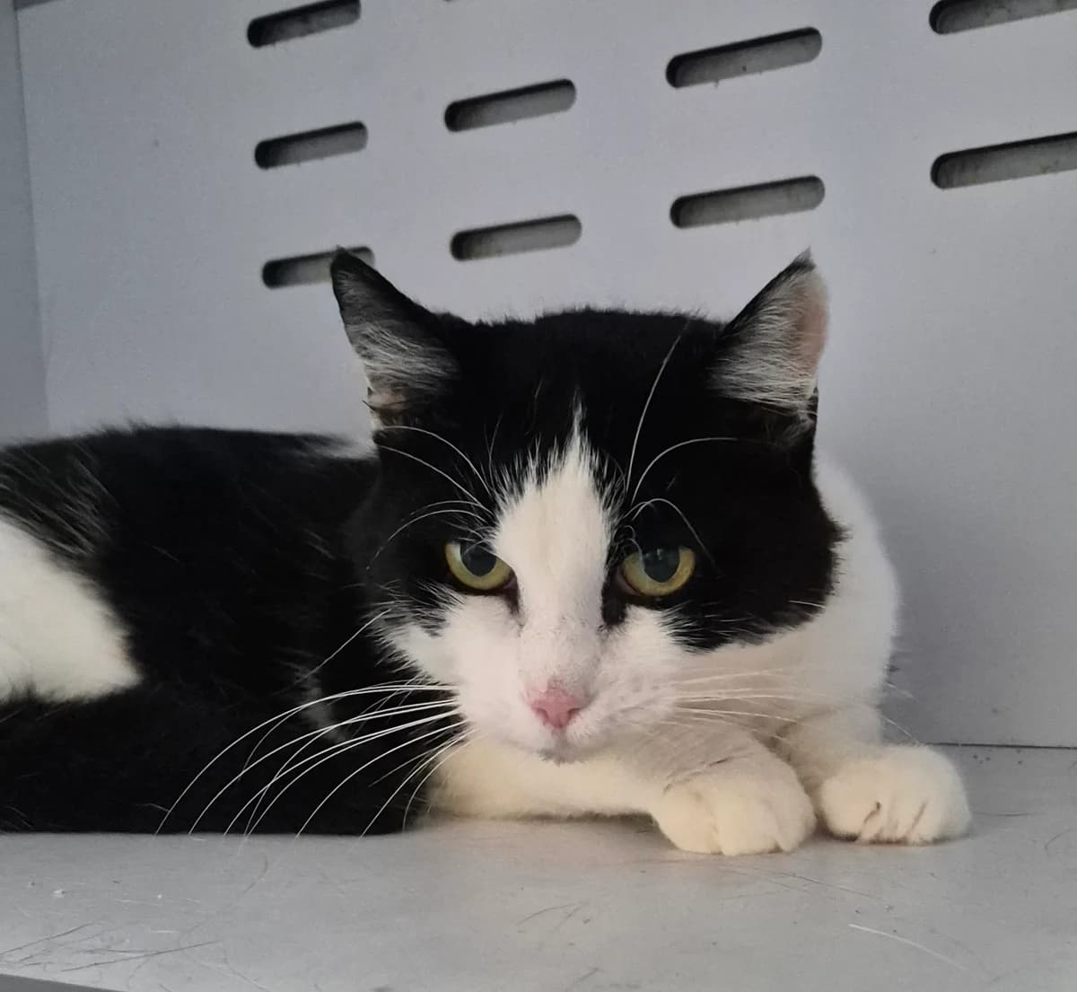 Lobke, female senior European Shorthair for adoption at Dierenbescherming Mechelen, Mechelen