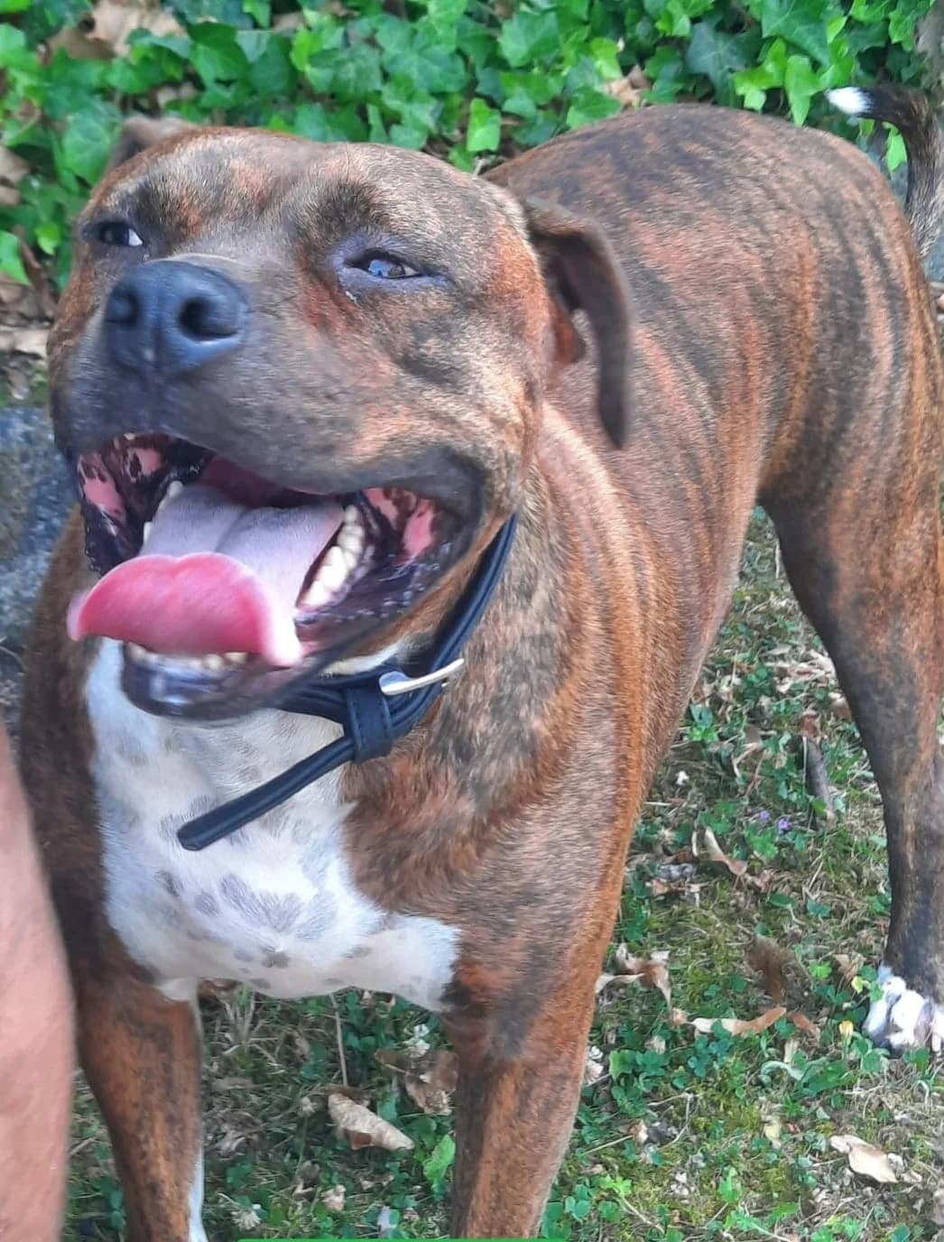 Dex, male 5yo Staffordshire Bull Terrier for adoption at Dierenbescherming Mechelen, Mechelen