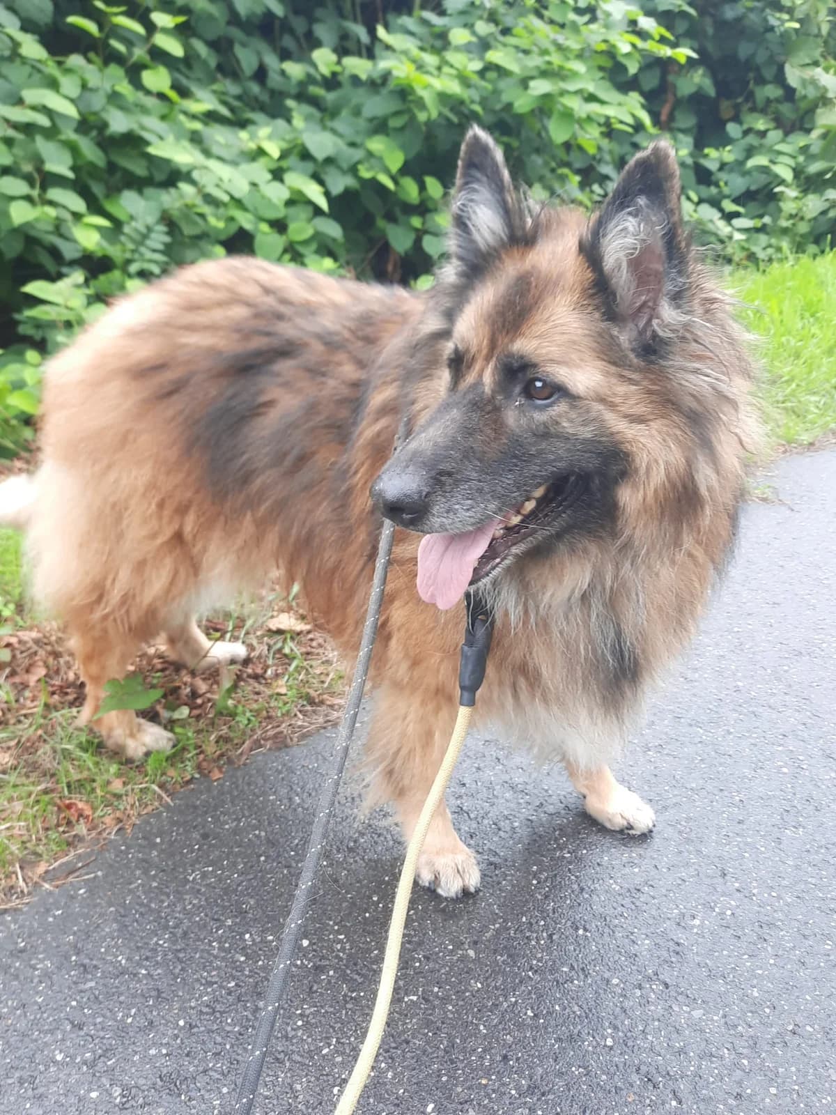 Tine, female 7yo Belgian Tervuren for adoption at Dierenbescherming Mechelen, Mechelen