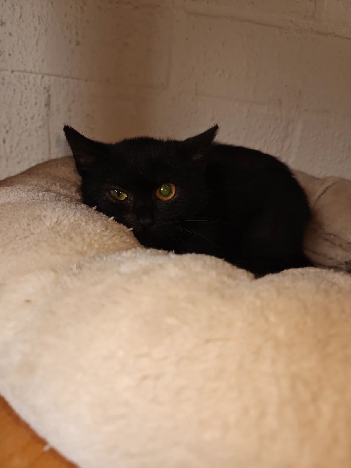 KK26M3 - Mochi, female European Shorthair for adoption at Dierenbescherming Mechelen, Mechelen