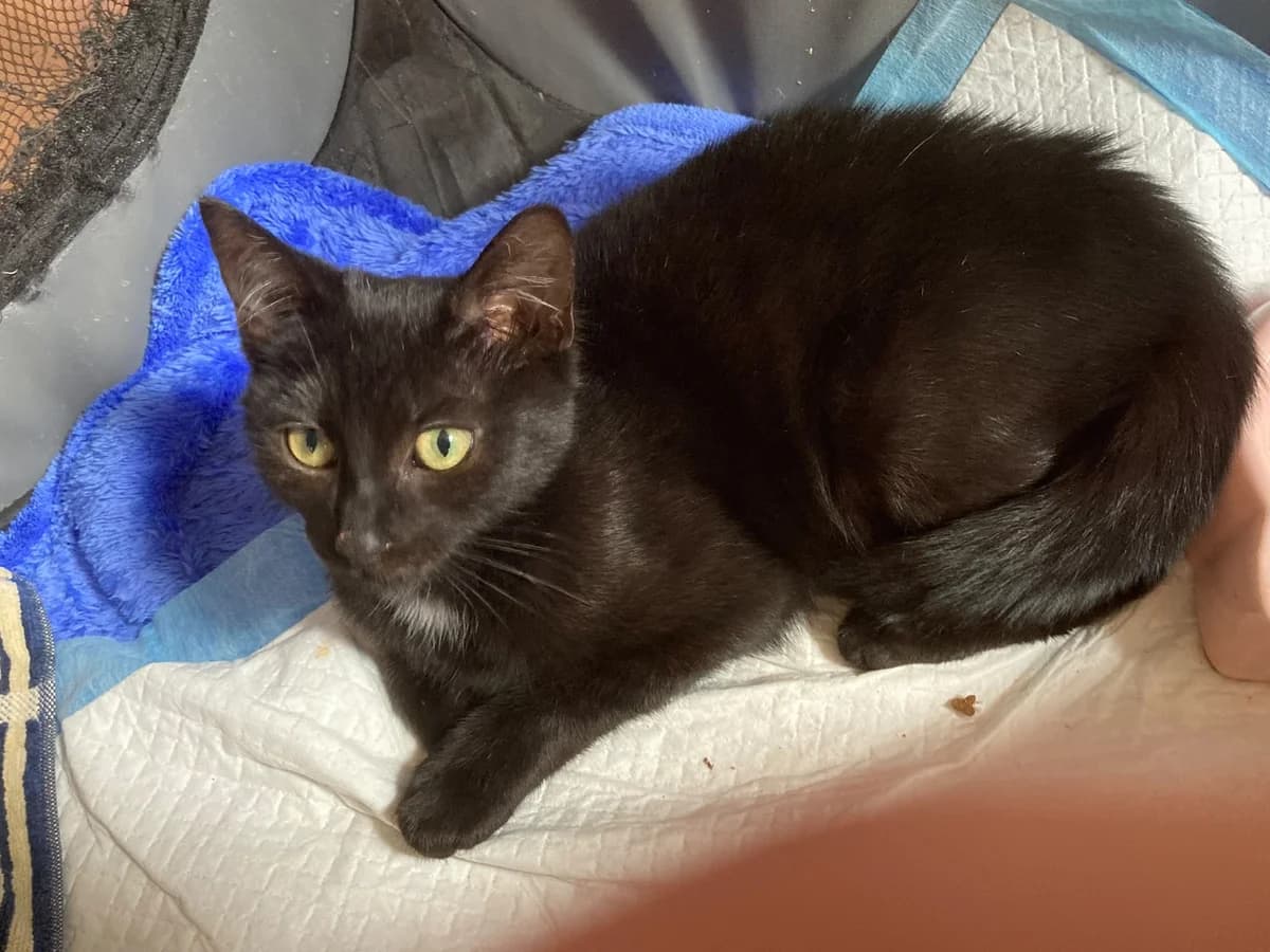 KK26A4 - Ami, male European Shorthair for adoption at Dierenbescherming Mechelen, Mechelen