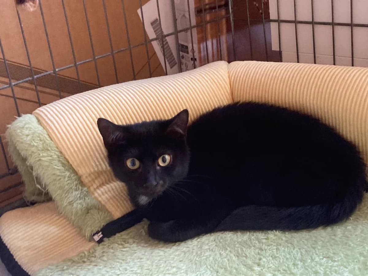 KK26A4 - Alfie, female European Shorthair for adoption at Dierenbescherming Mechelen, Mechelen