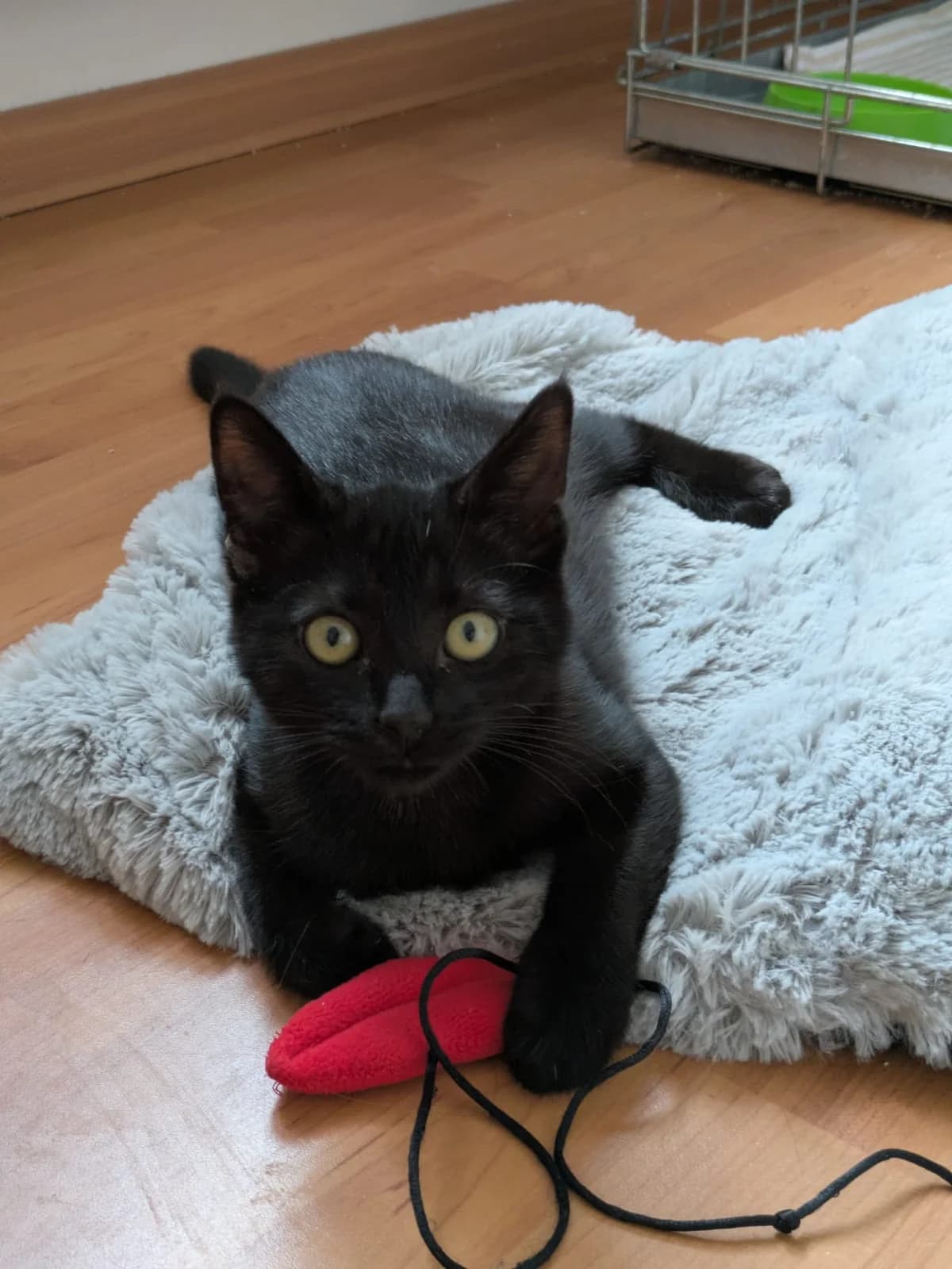 KK26U3 - Ubbe, female European Shorthair for adoption at Dierenbescherming Mechelen, Mechelen