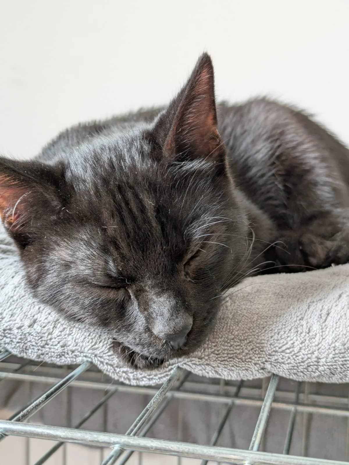 KK26U3 - Uma, male European Shorthair for adoption at Dierenbescherming Mechelen, Mechelen