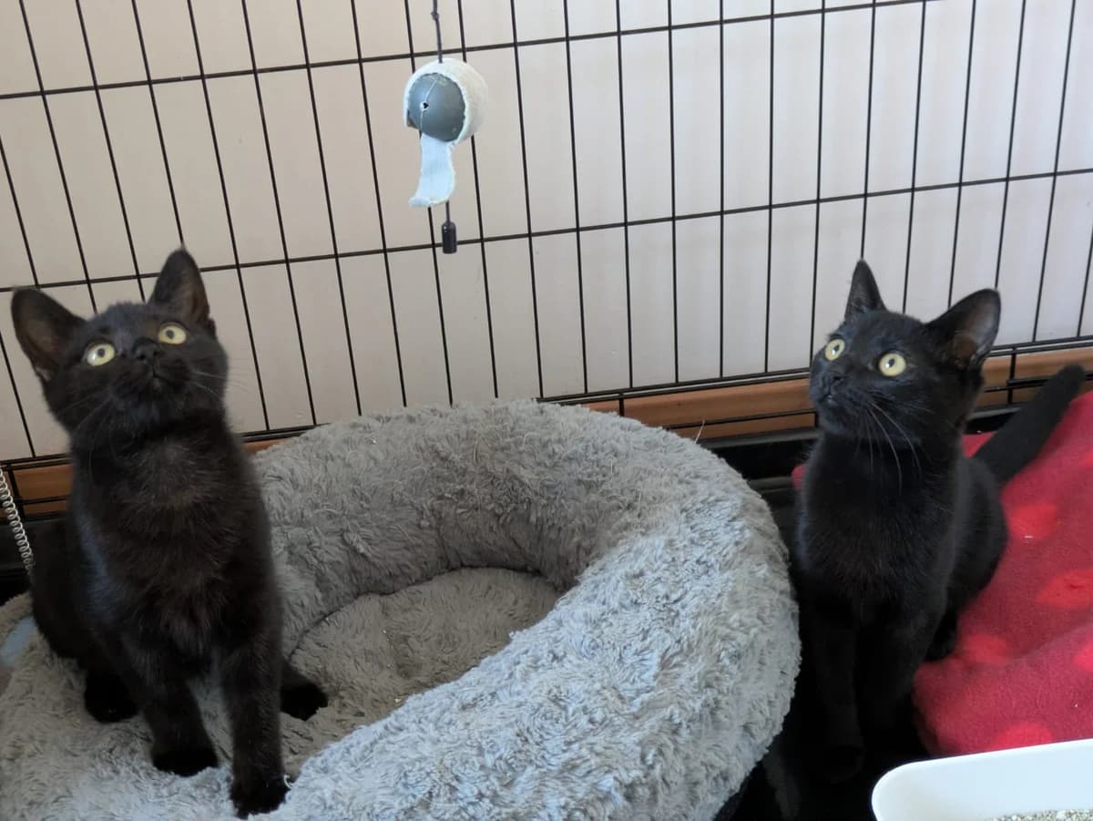 KK26U3 Uxa, female European Shorthair for adoption at Dierenbescherming Mechelen, Mechelen