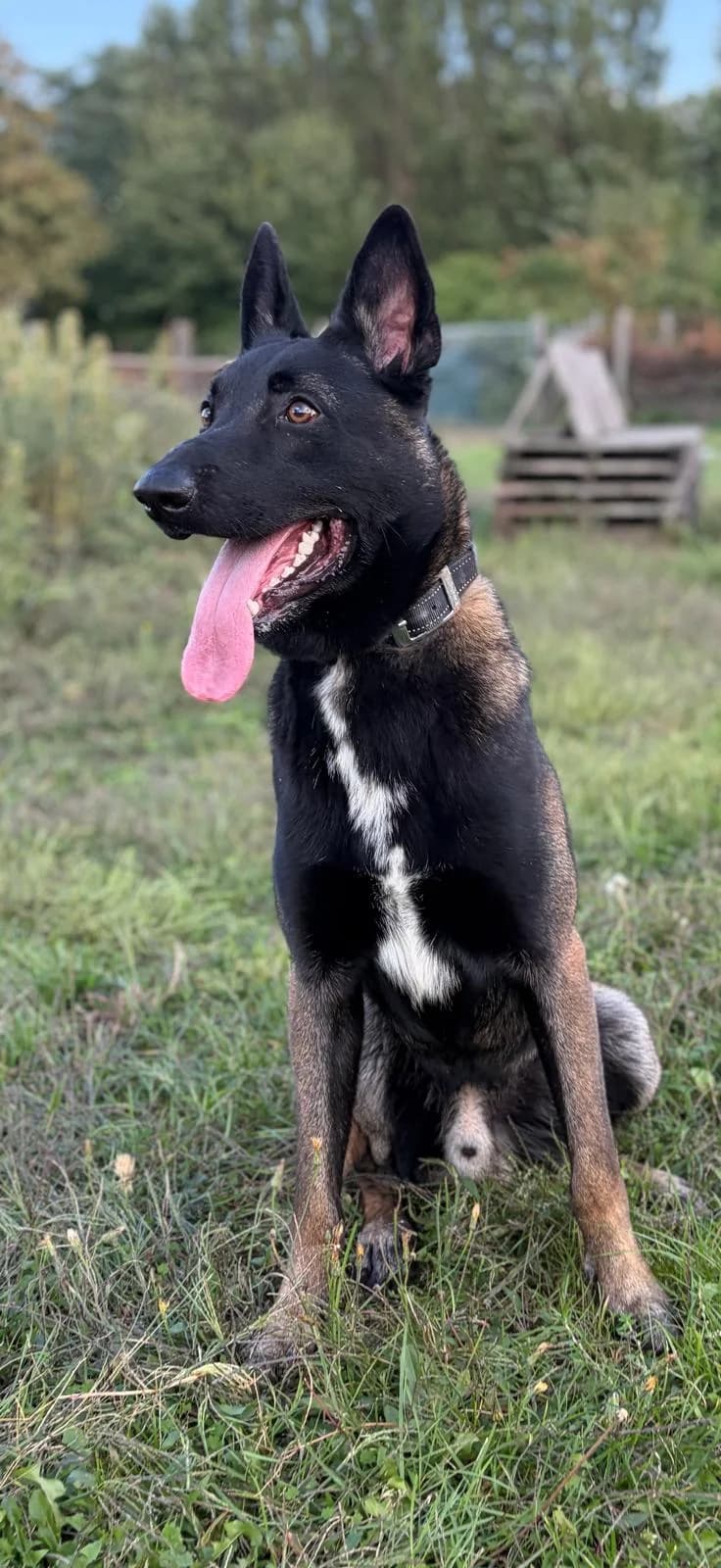 Rambo, male mixed breed for adoption at Dierenbescherming Mechelen, Mechelen