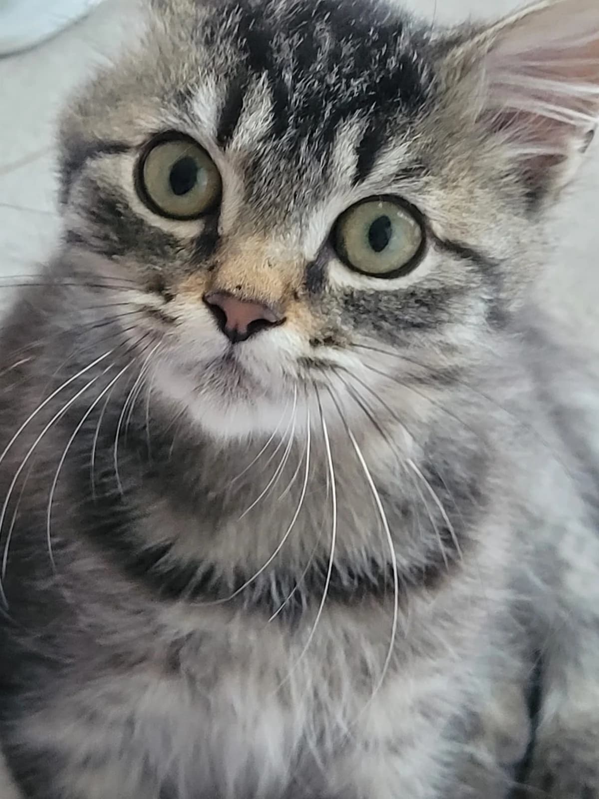 KK26Y3 - Yoris, male puppy European Shorthair for adoption at Dierenbescherming Mechelen, Mechelen